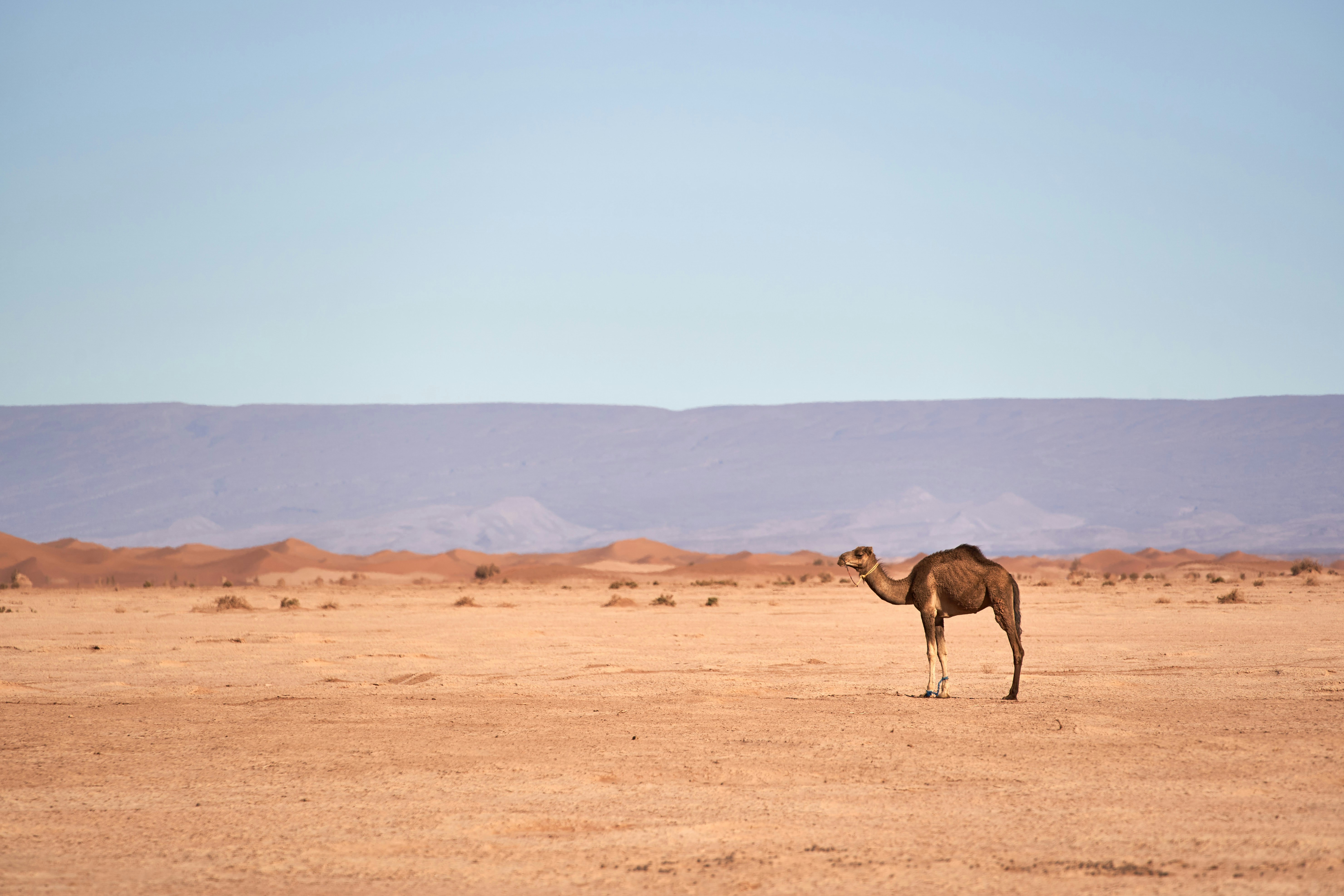 Photo by wolfgang_hasselmann