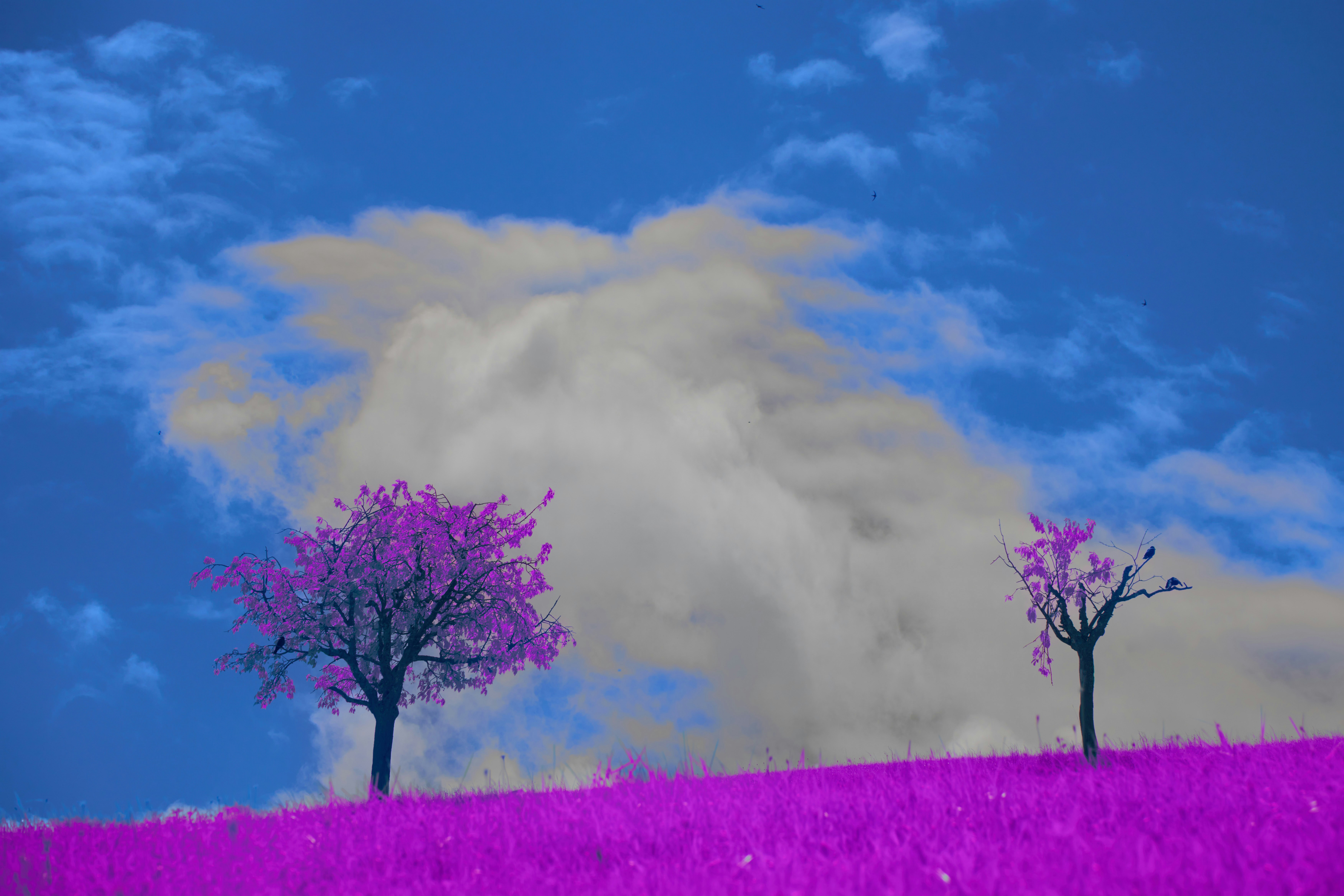 Photo by wolfgang_hasselmann