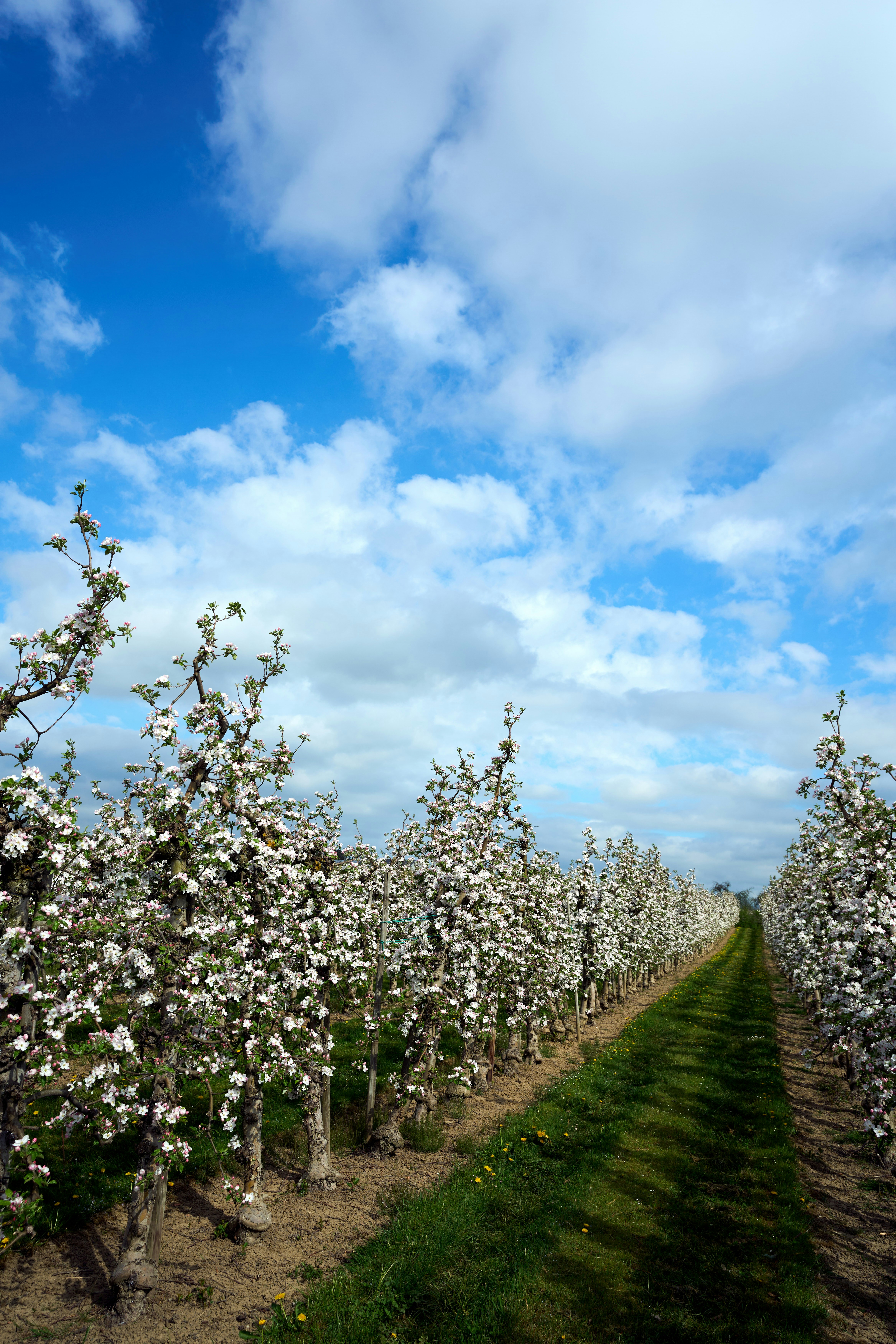 Photo by wolfgang_hasselmann