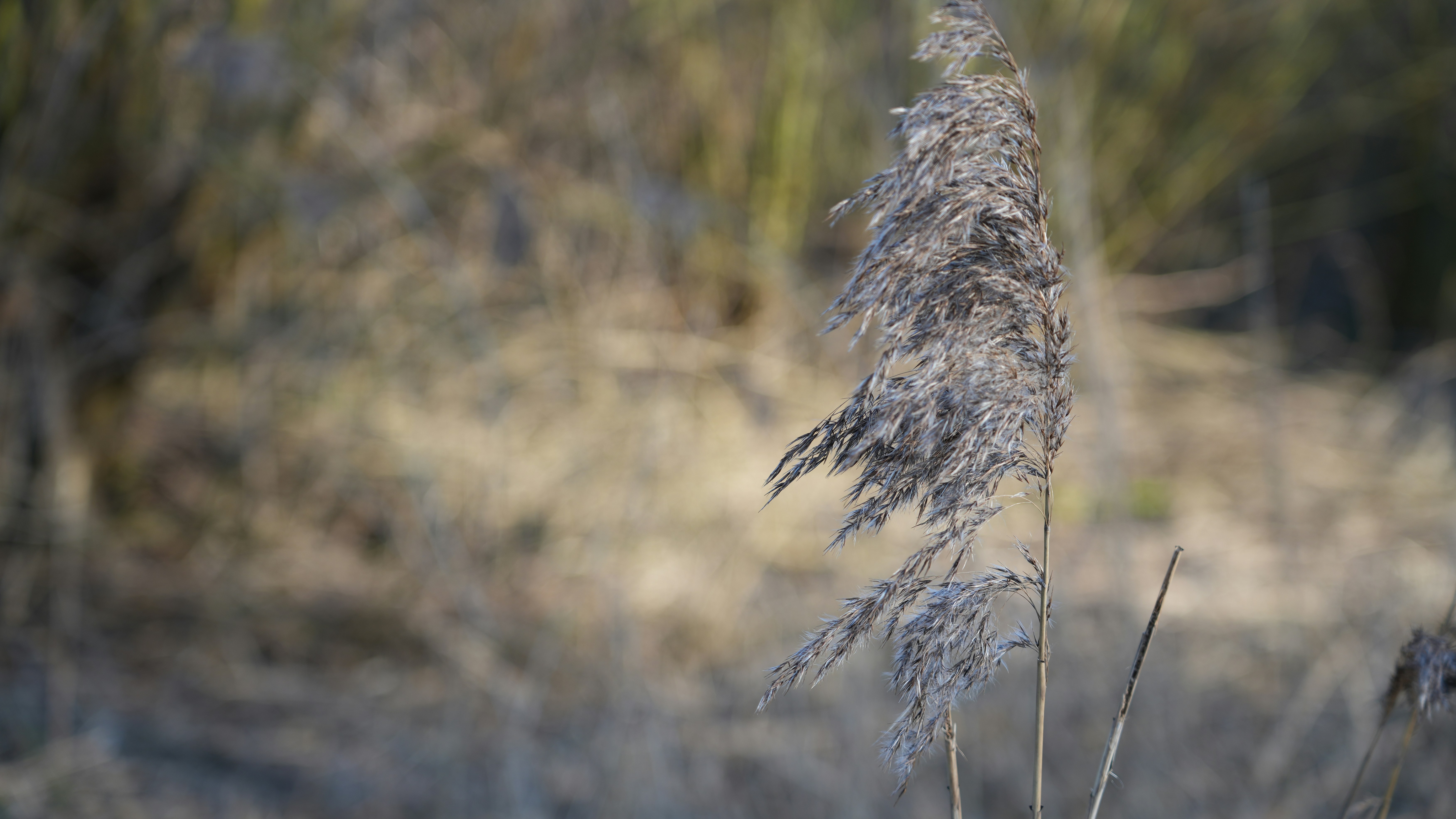 Photo by glaantingel