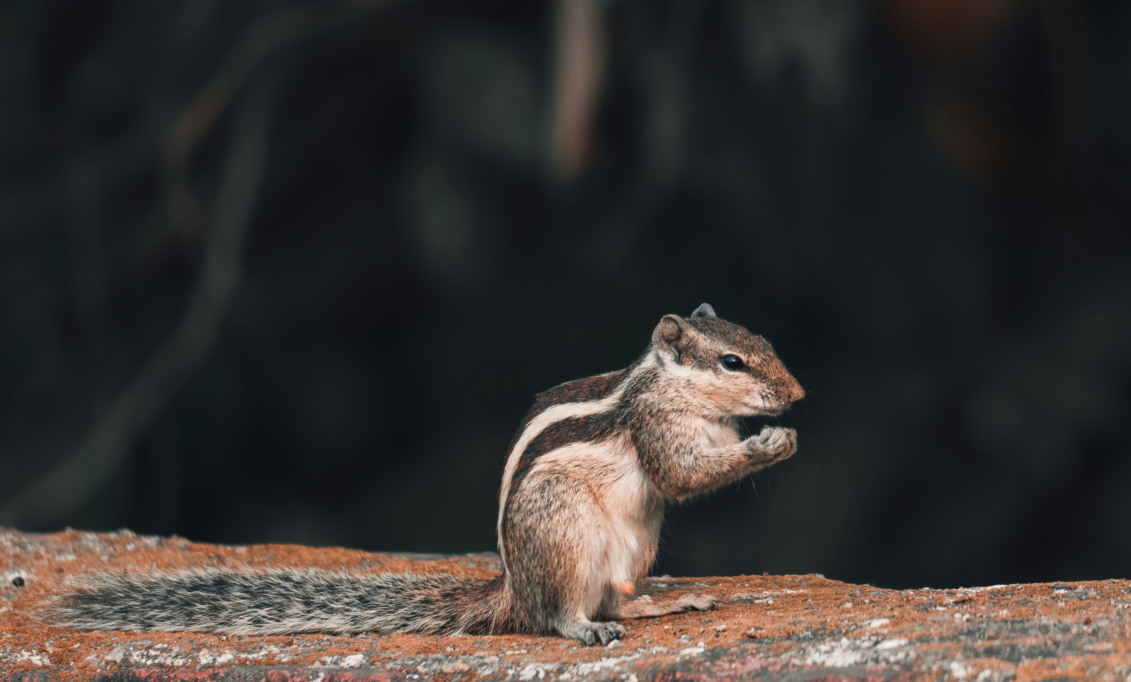 Photo by berserkdhanraj