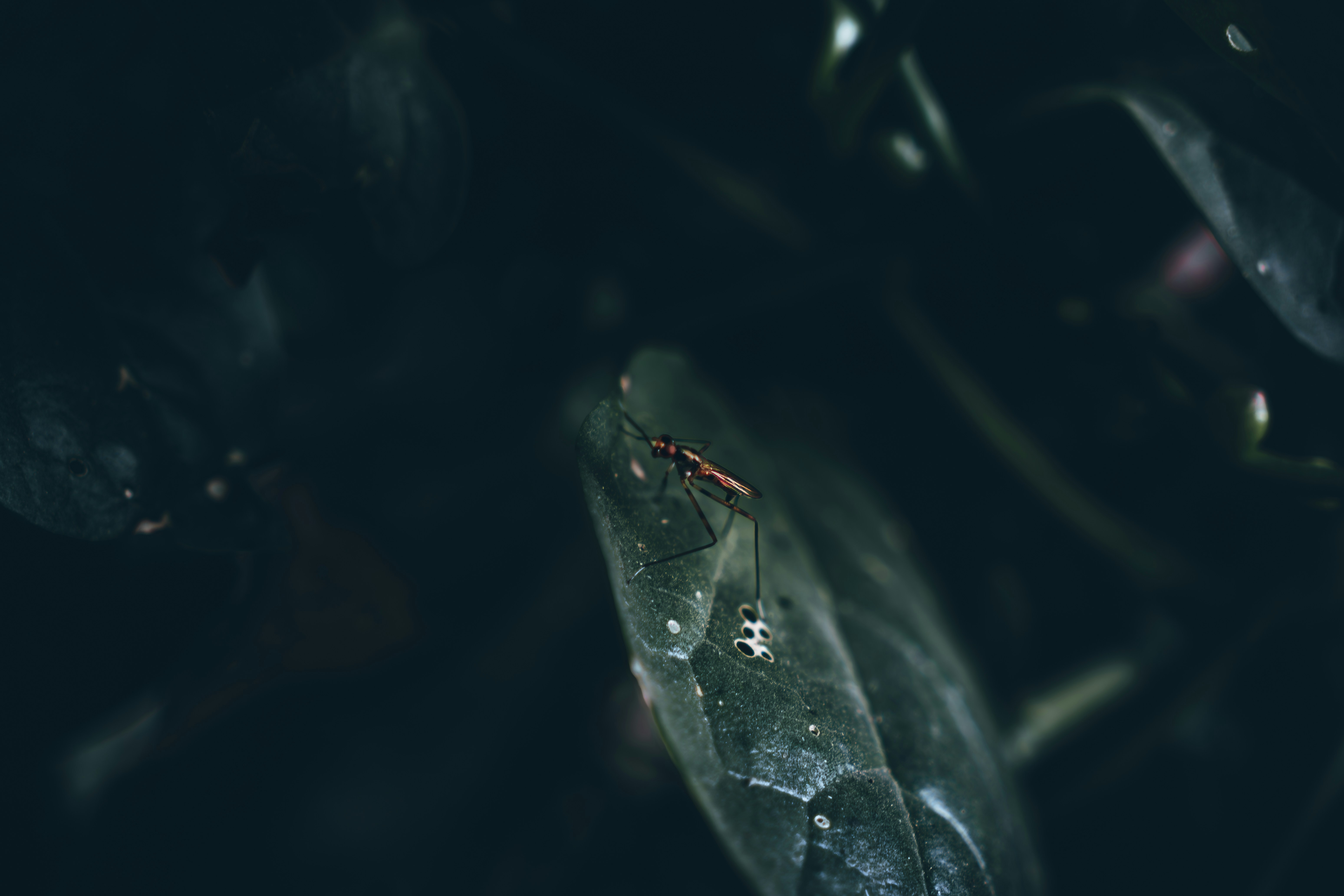 Photo by berserkdhanraj