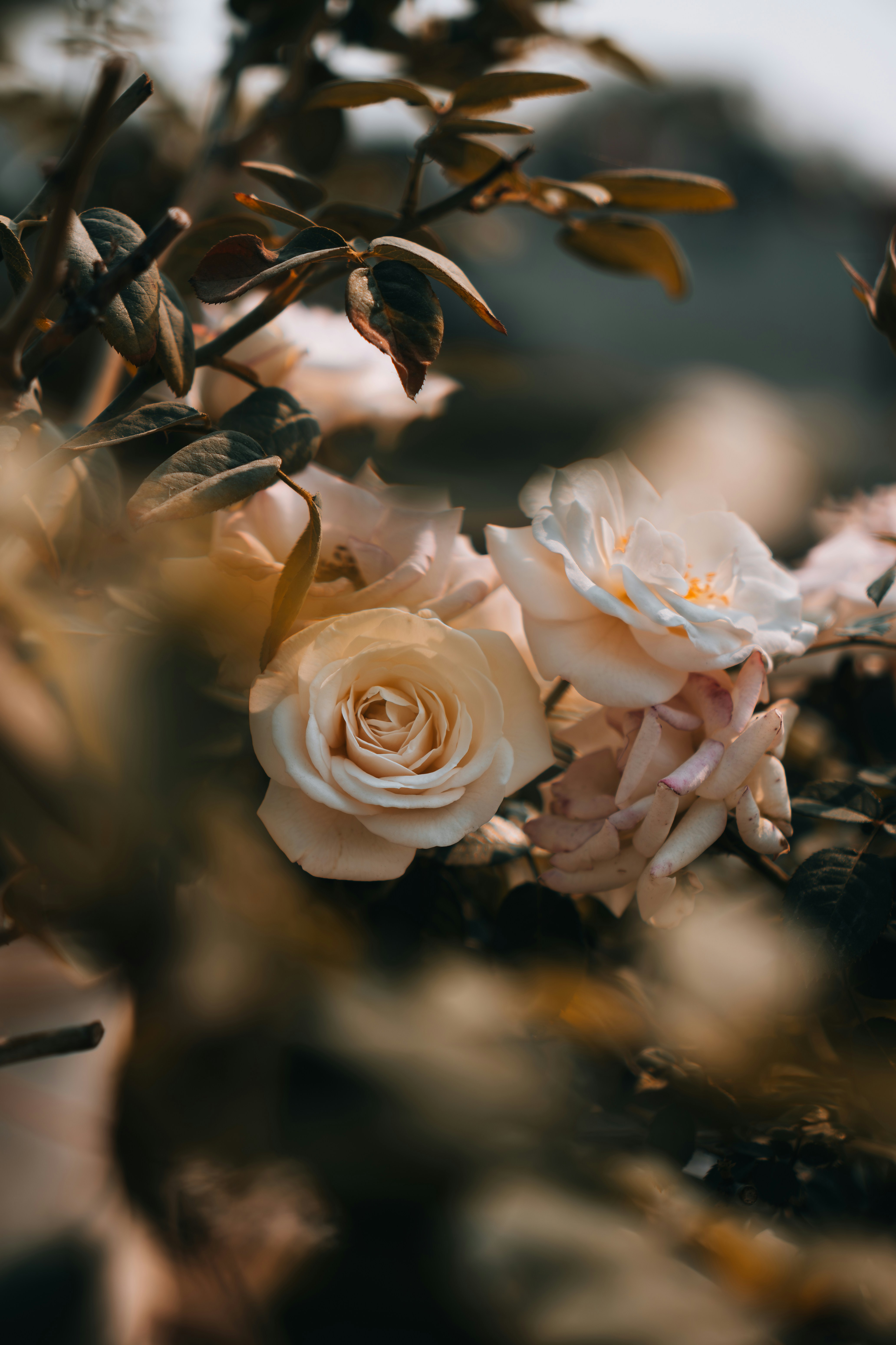 Photo by berserkdhanraj