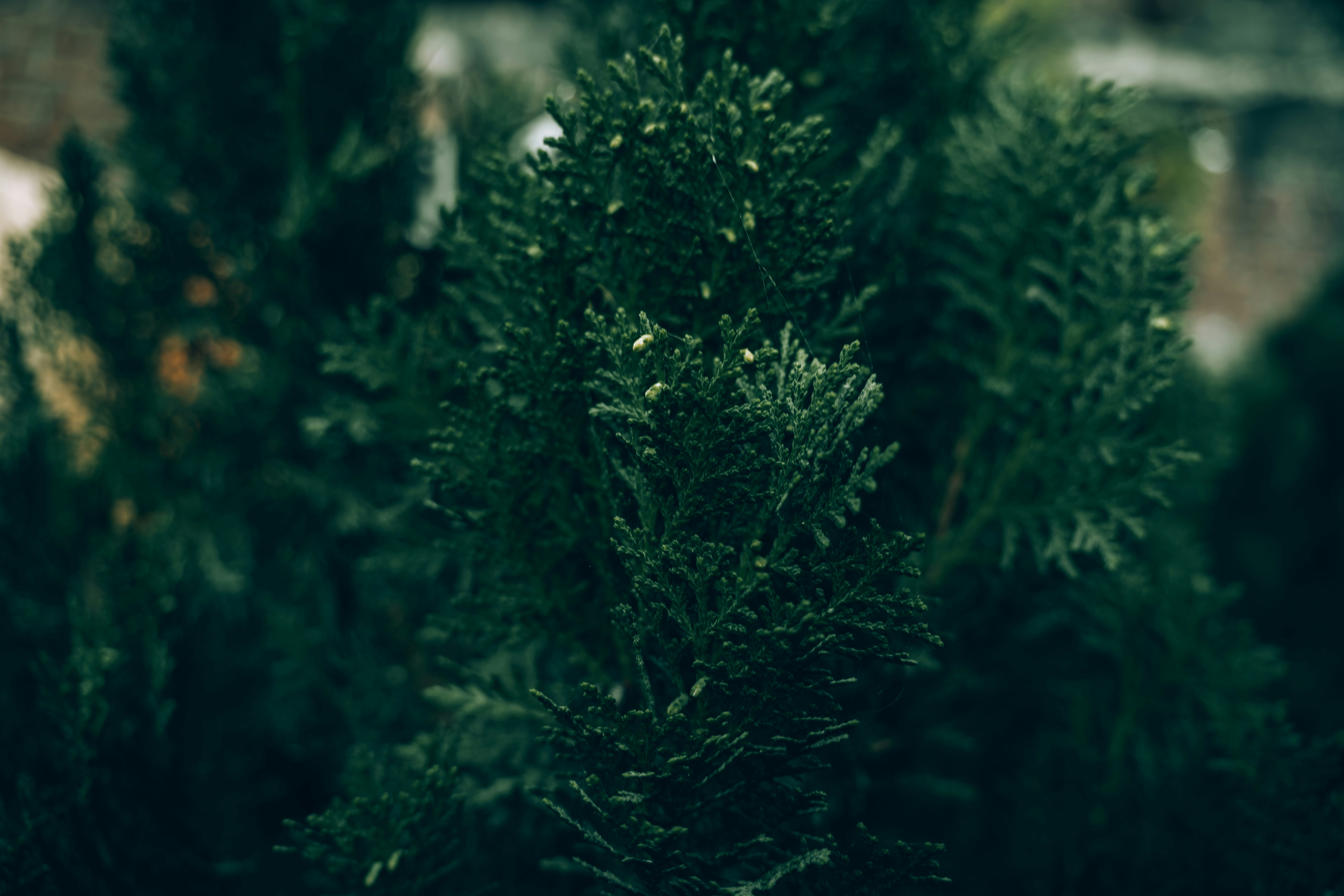 Photo by berserkdhanraj