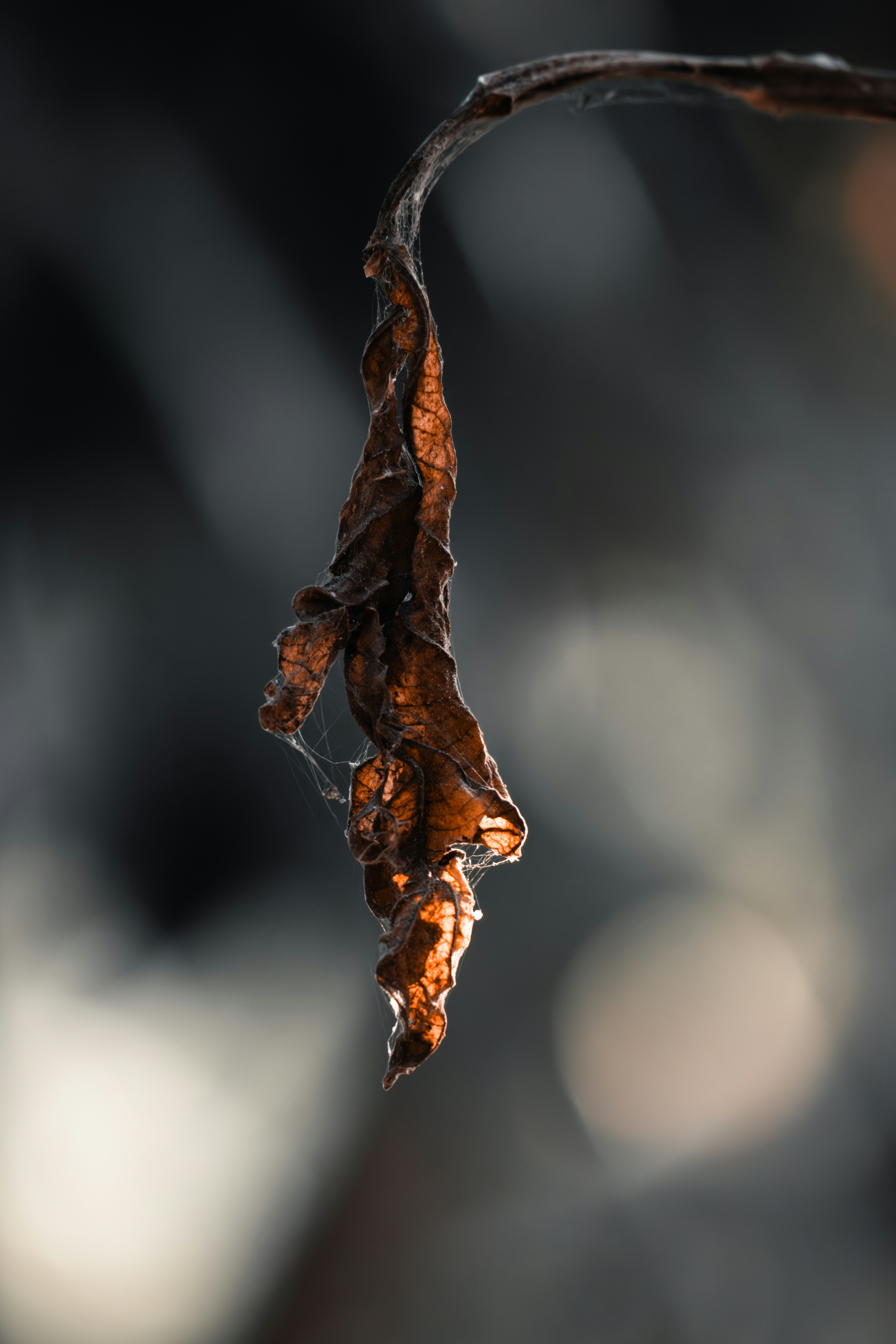 Photo by berserkdhanraj