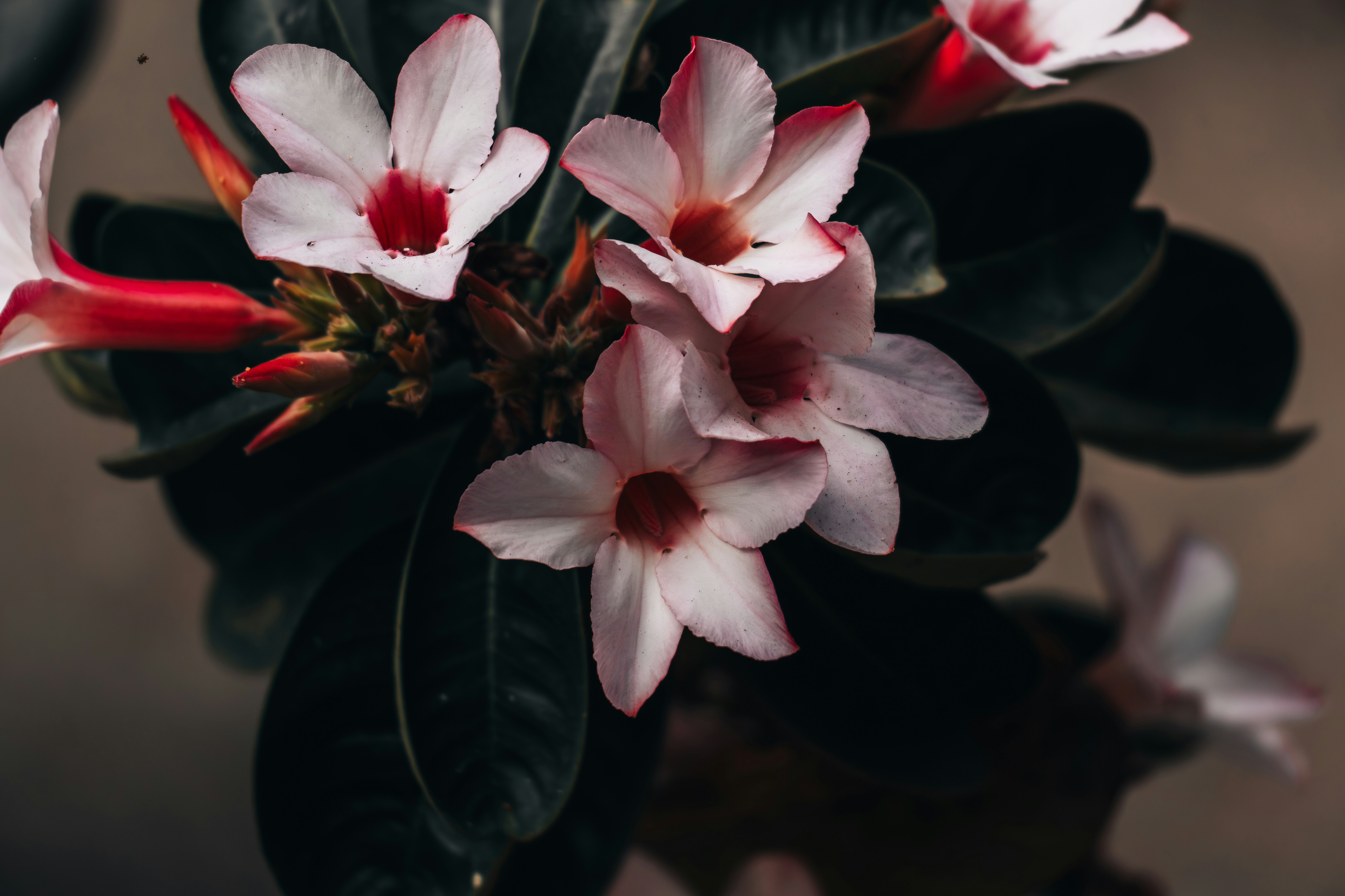 Photo by berserkdhanraj