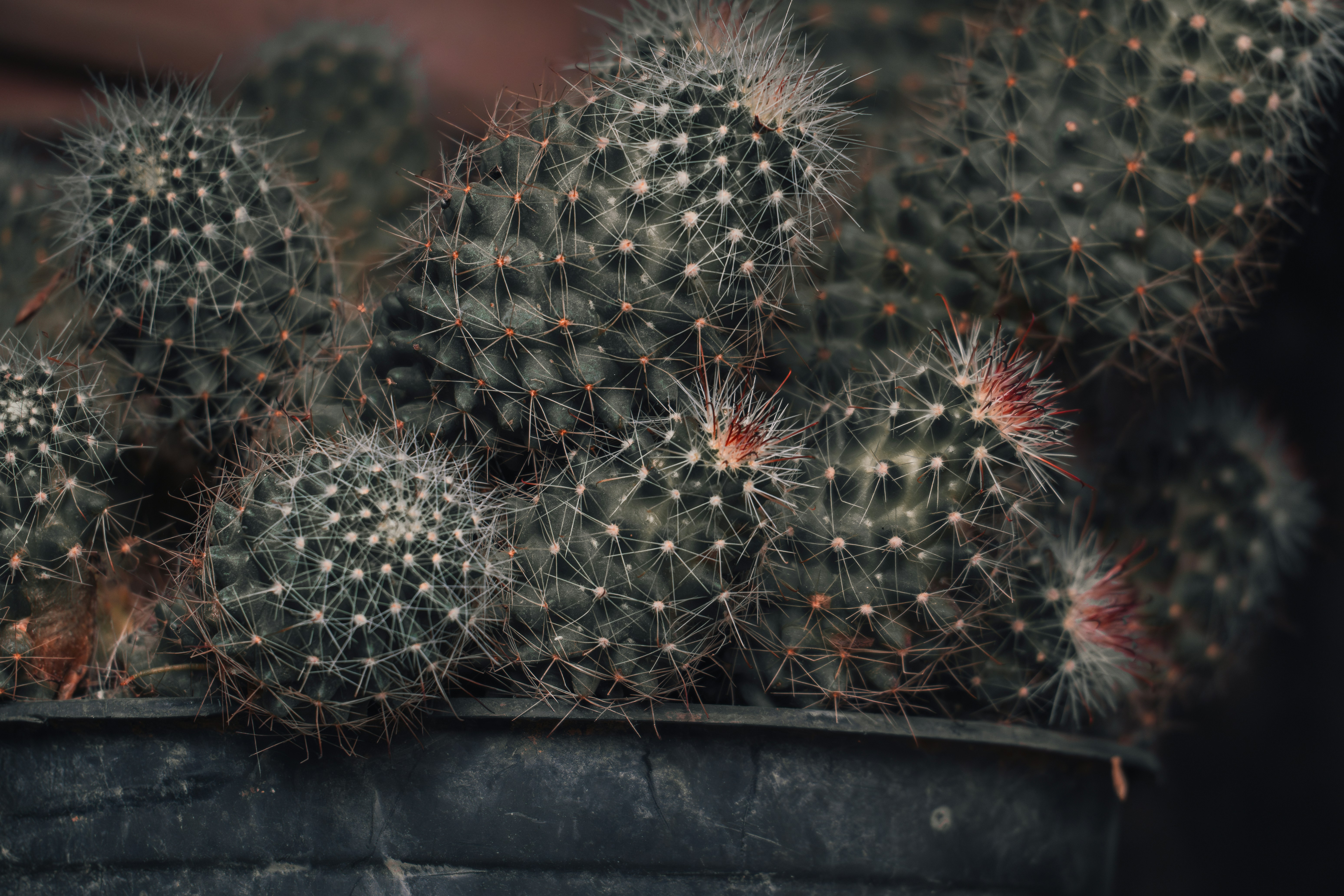 Photo by berserkdhanraj