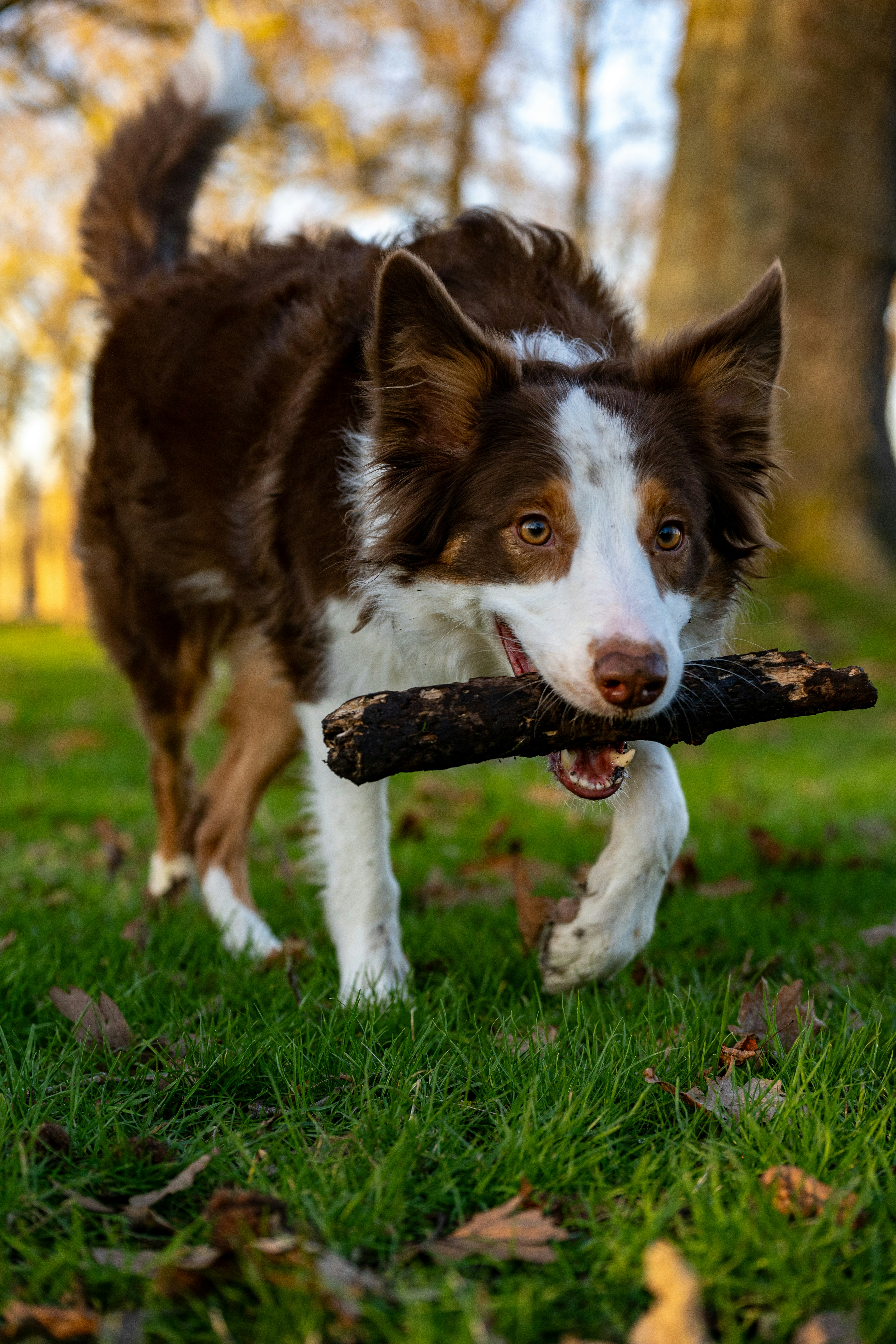 Veterinary professional performing dental cleaning on cat
