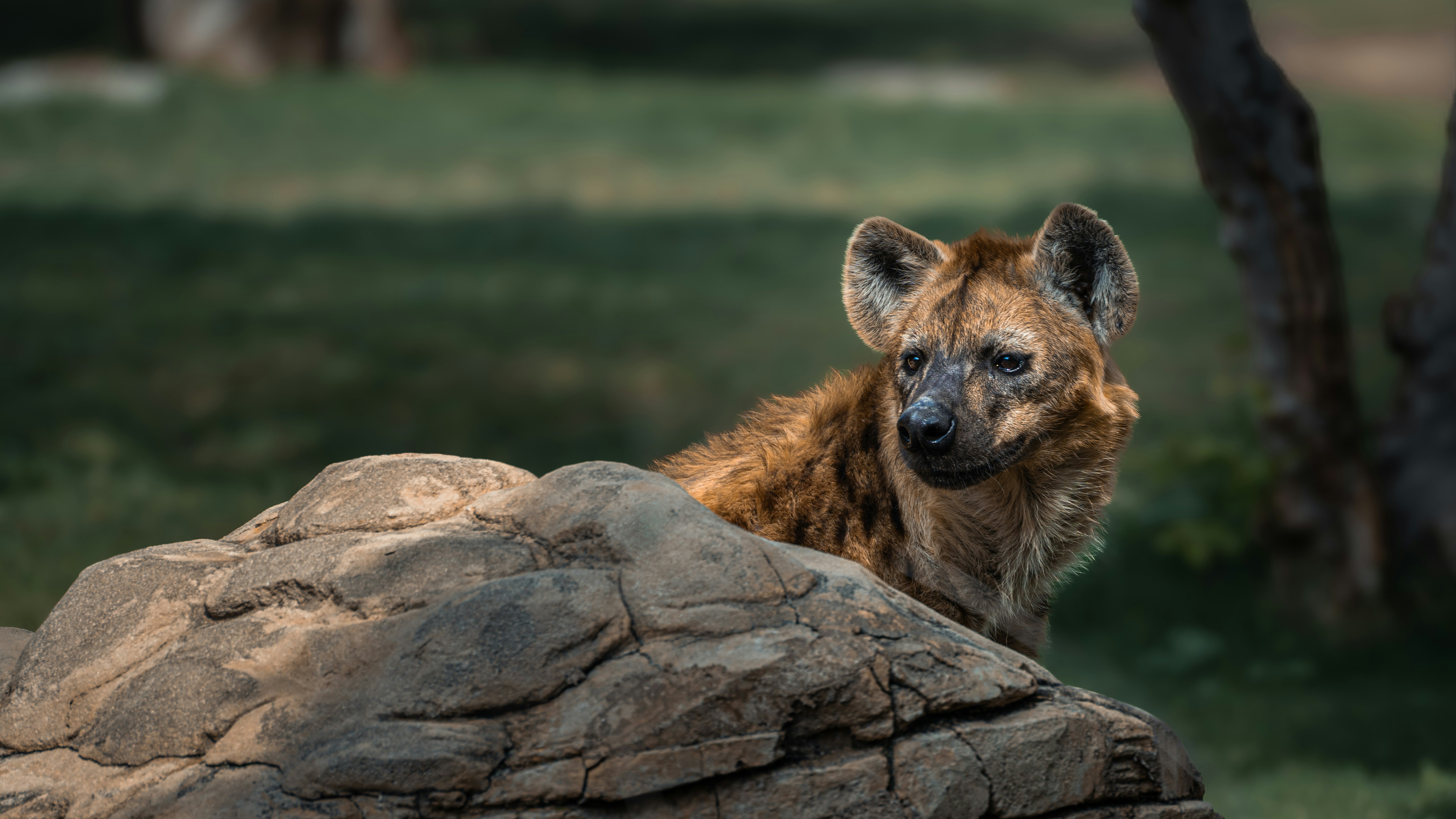 Photo by thejaswinramesh