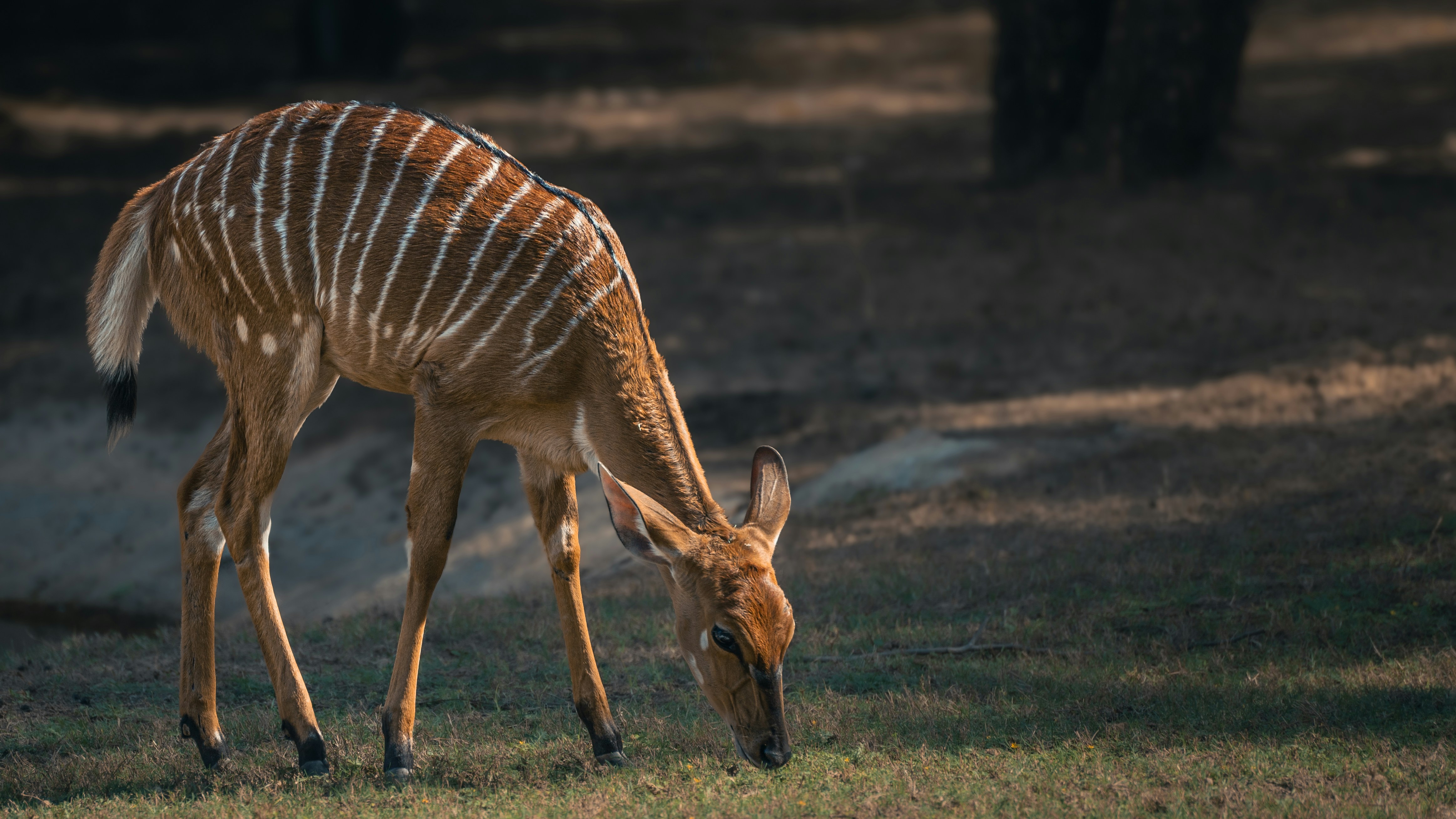 Photo by thejaswinramesh