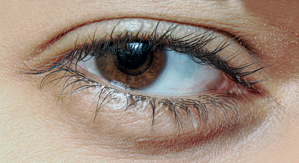 Close-up of a brown eye and brow