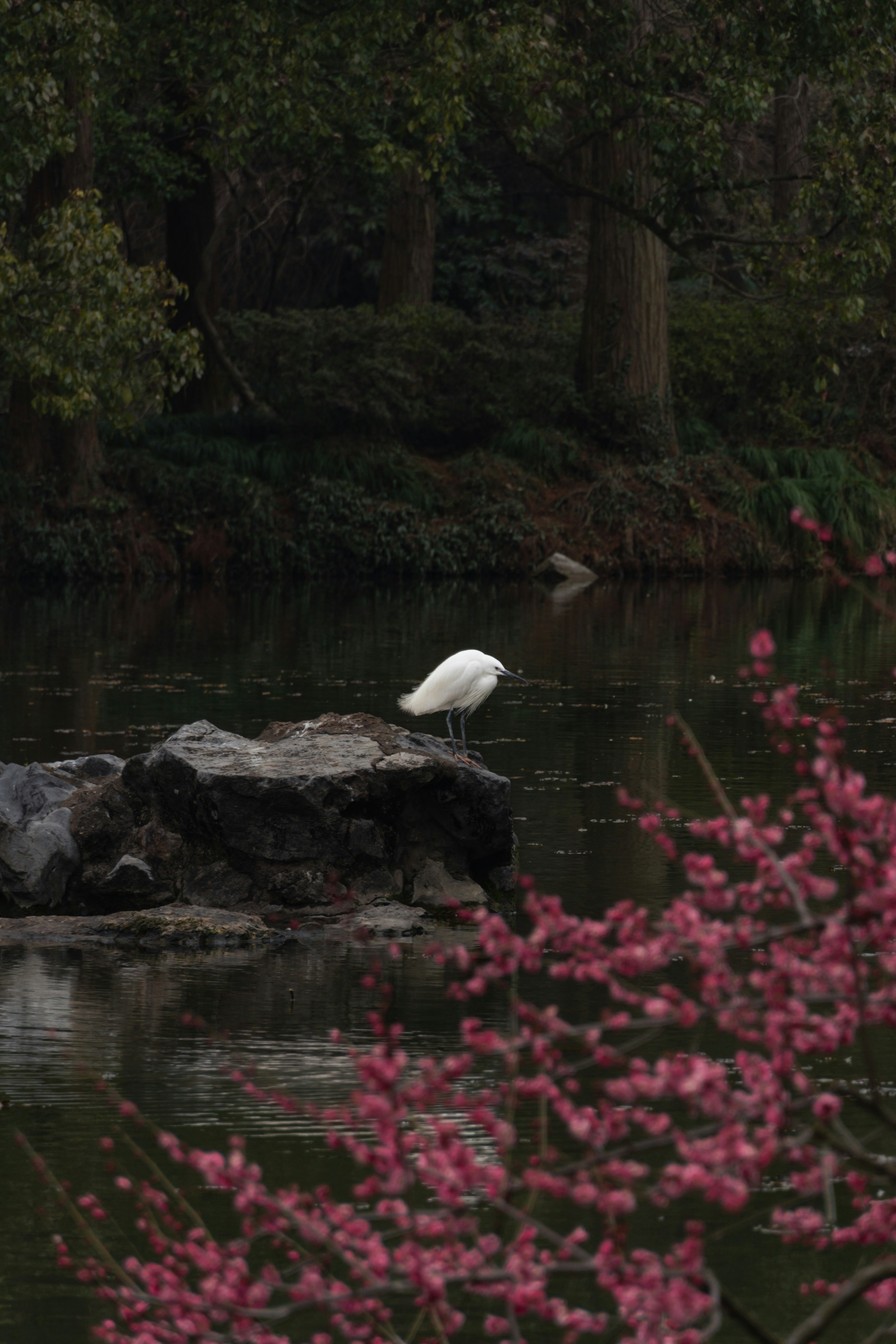 A white bird is sitting on a rock in the water