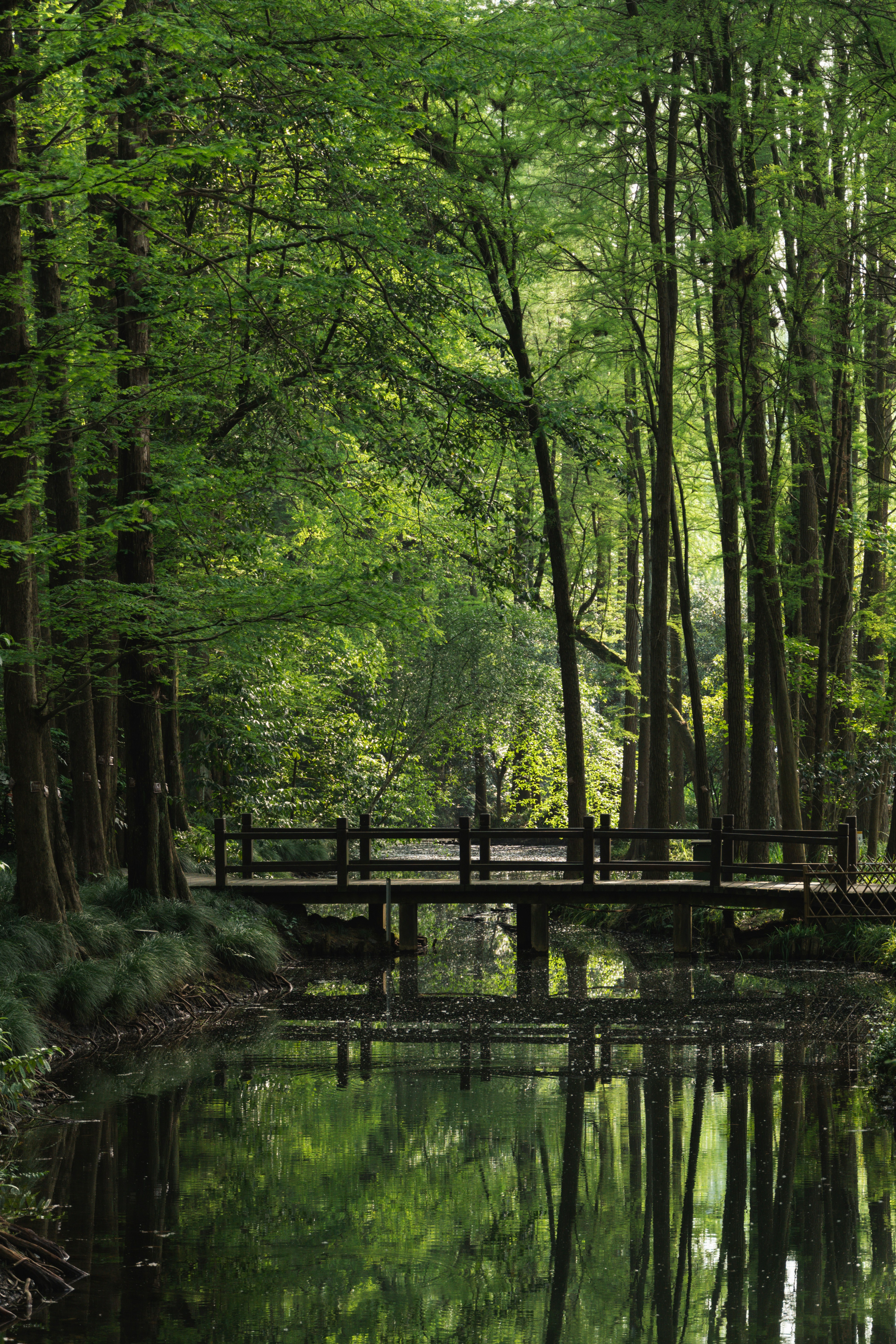 森の中の小川に架かる木製の橋の写真 – Unsplashの陸の無料画像