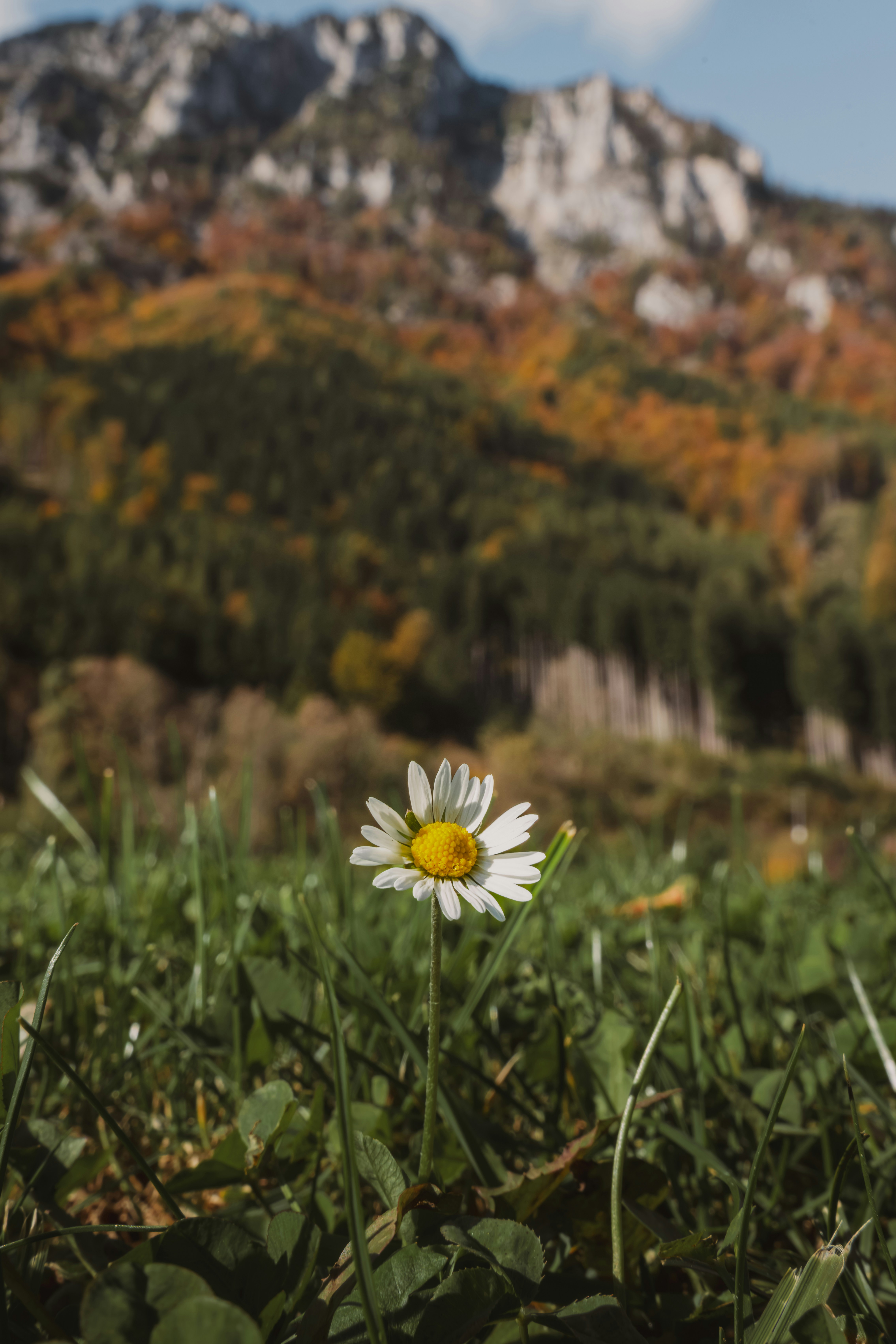 A lone daisy in a field with a mountain in the background