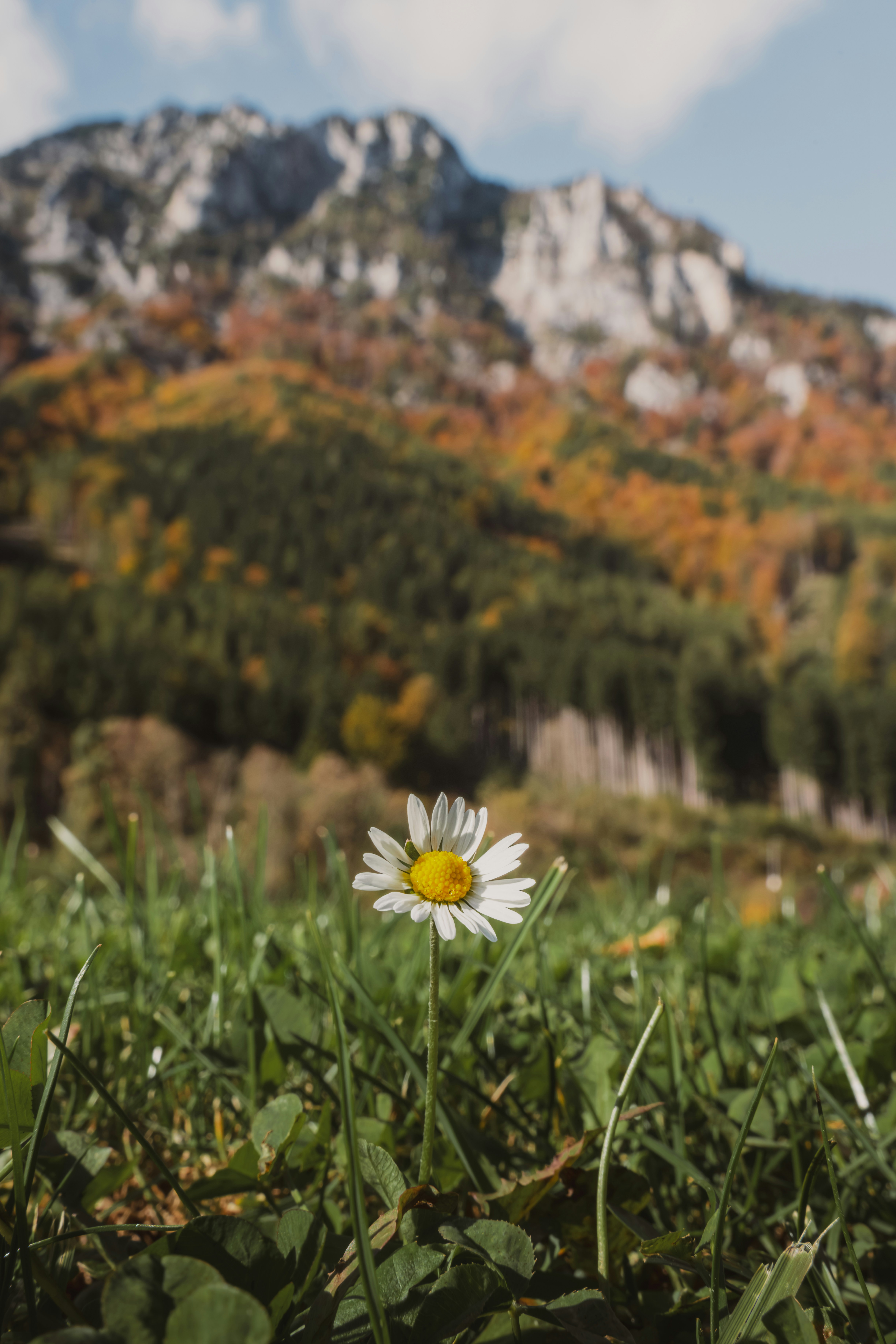 A lone daisy in a field with a mountain in the background