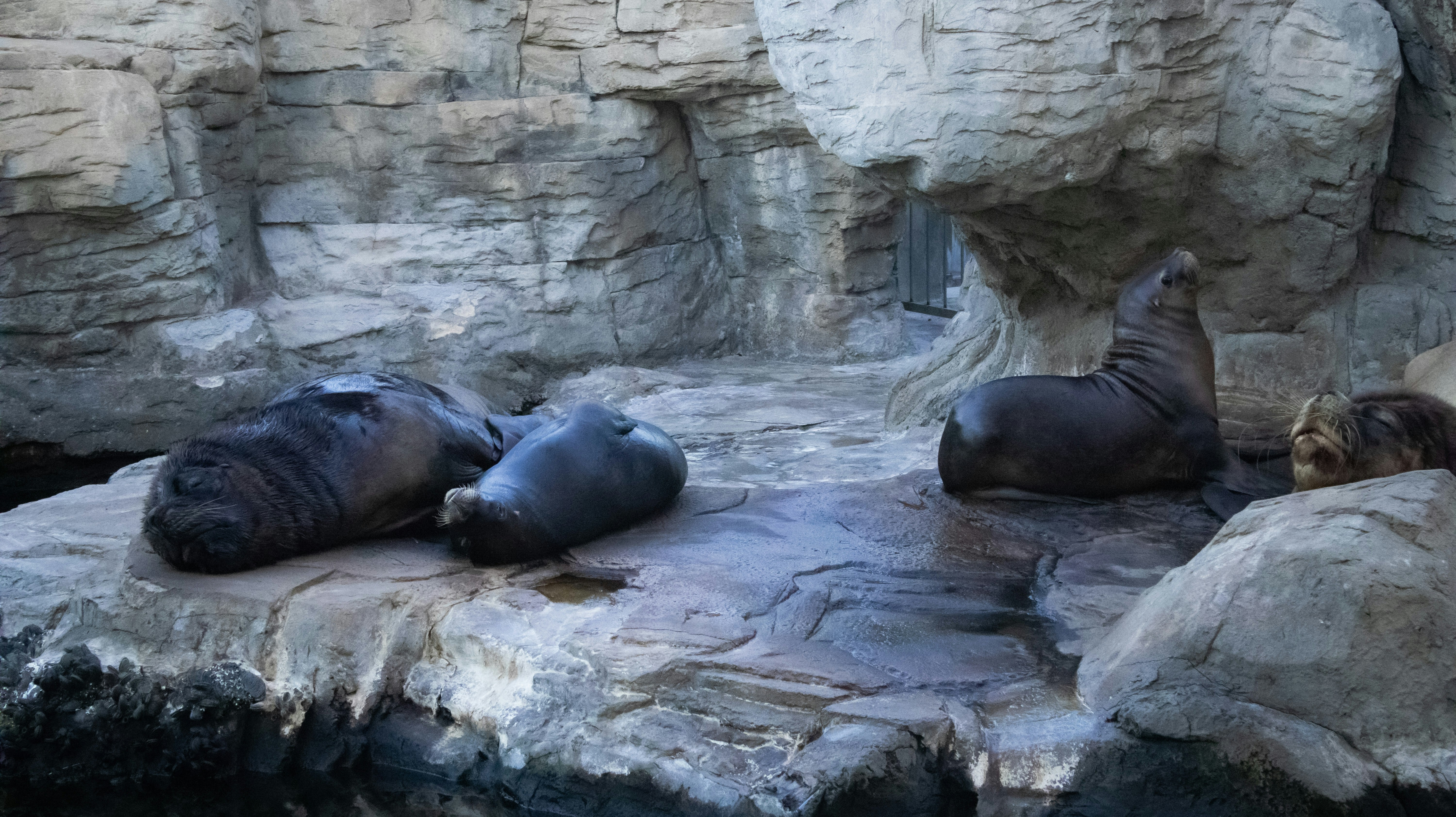 The Evolution of Underwater Sleep (image credits: unsplash)