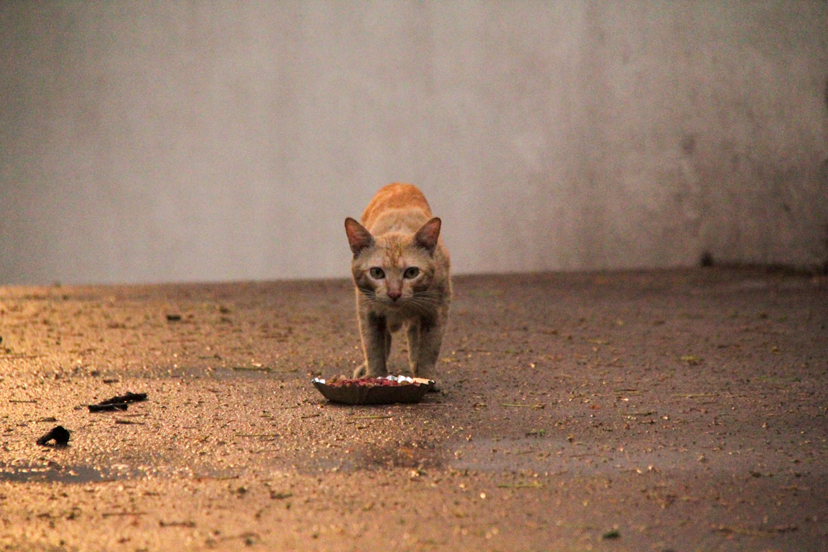 Chat roux s'approchant d'une gamelle de nourriture