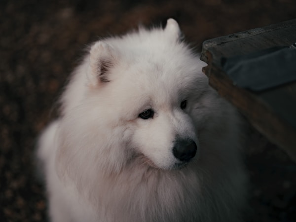 Samoyed