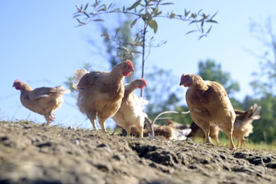 A group of chickens standing on top of a dirt field