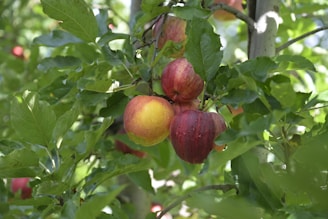 A tree filled with lots of ripe fruit