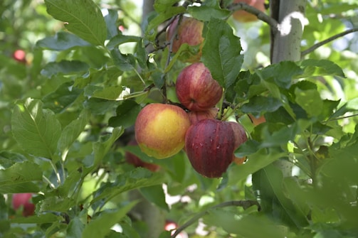 A tree filled with lots of ripe fruit