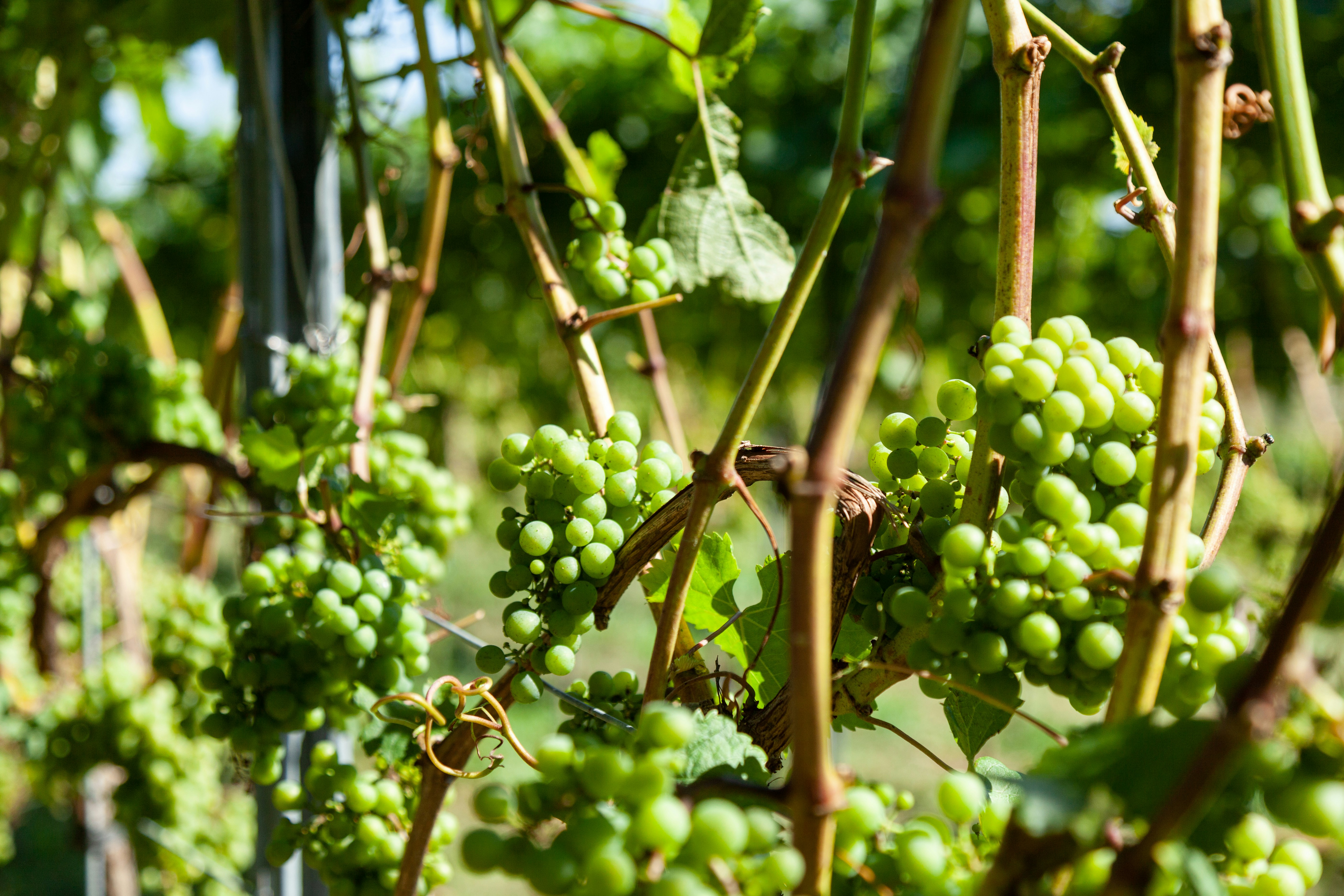 Photo by beingorganicineu