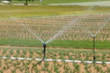 Two sprinklers spraying water on a corn field