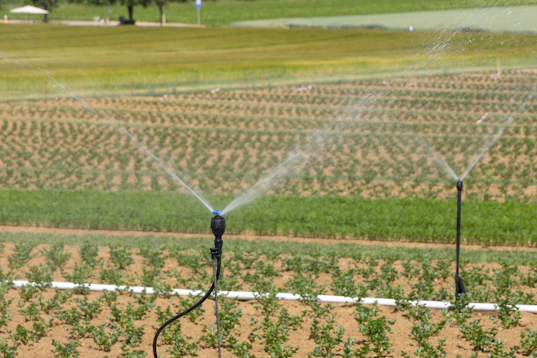 Two sprinklers spraying water on a corn field