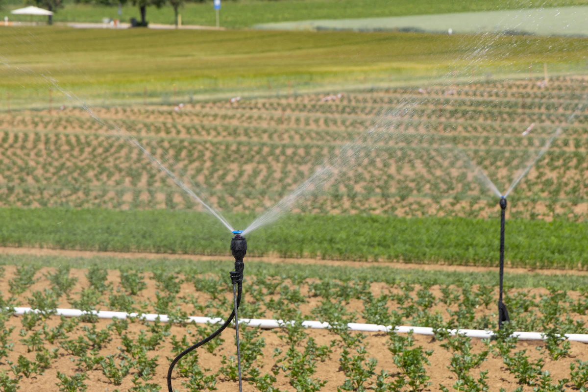 Installing drip irrigation in vegetable garden