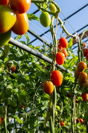 Tomatoes growing in a greenhouse on a sunny day