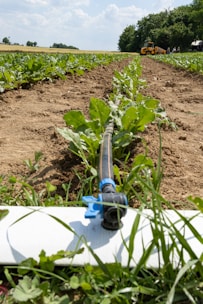 Инсталация на капкова напоителна система върху земеделска земя в Пловдив, България.