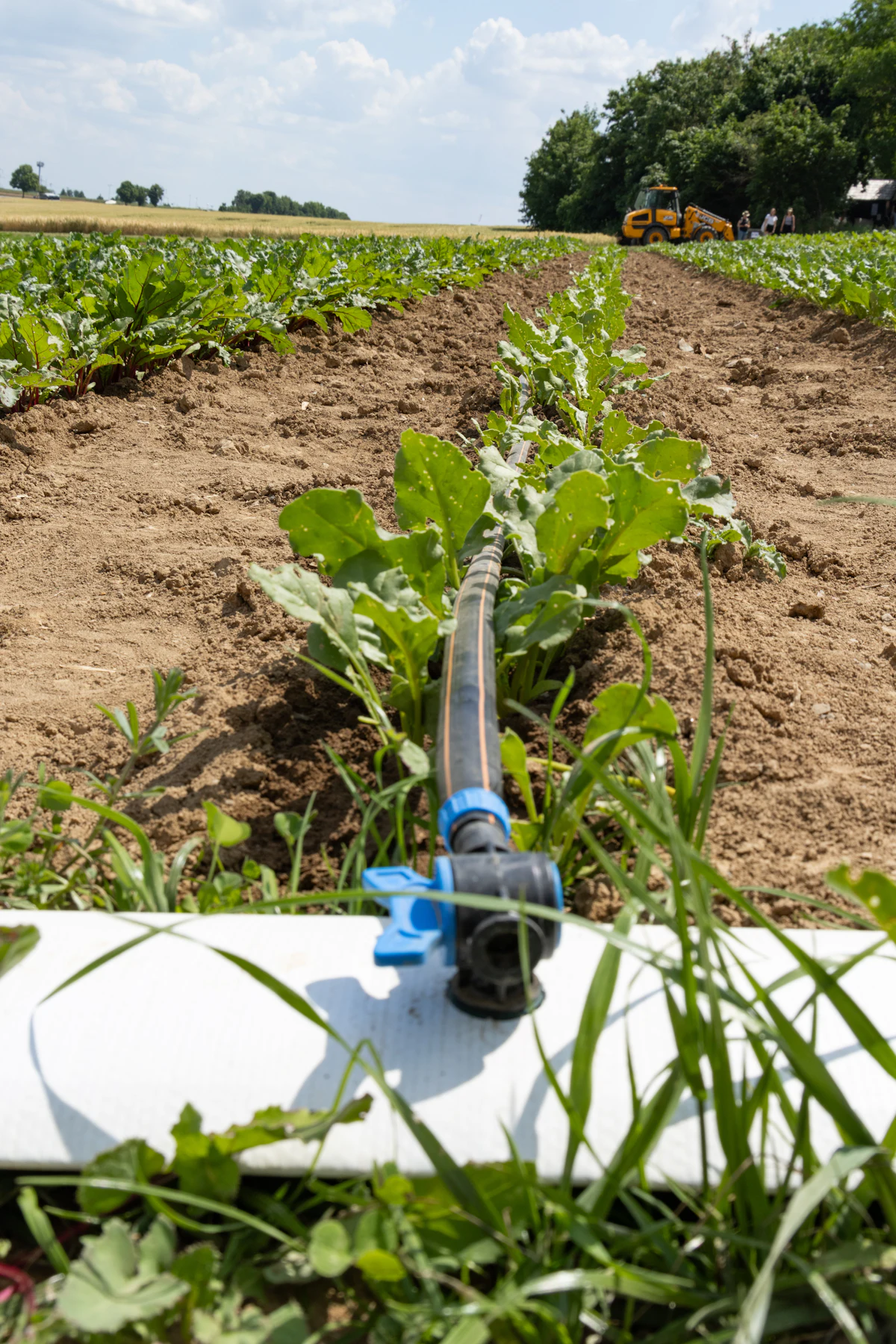Tubulação de irrigação em campo