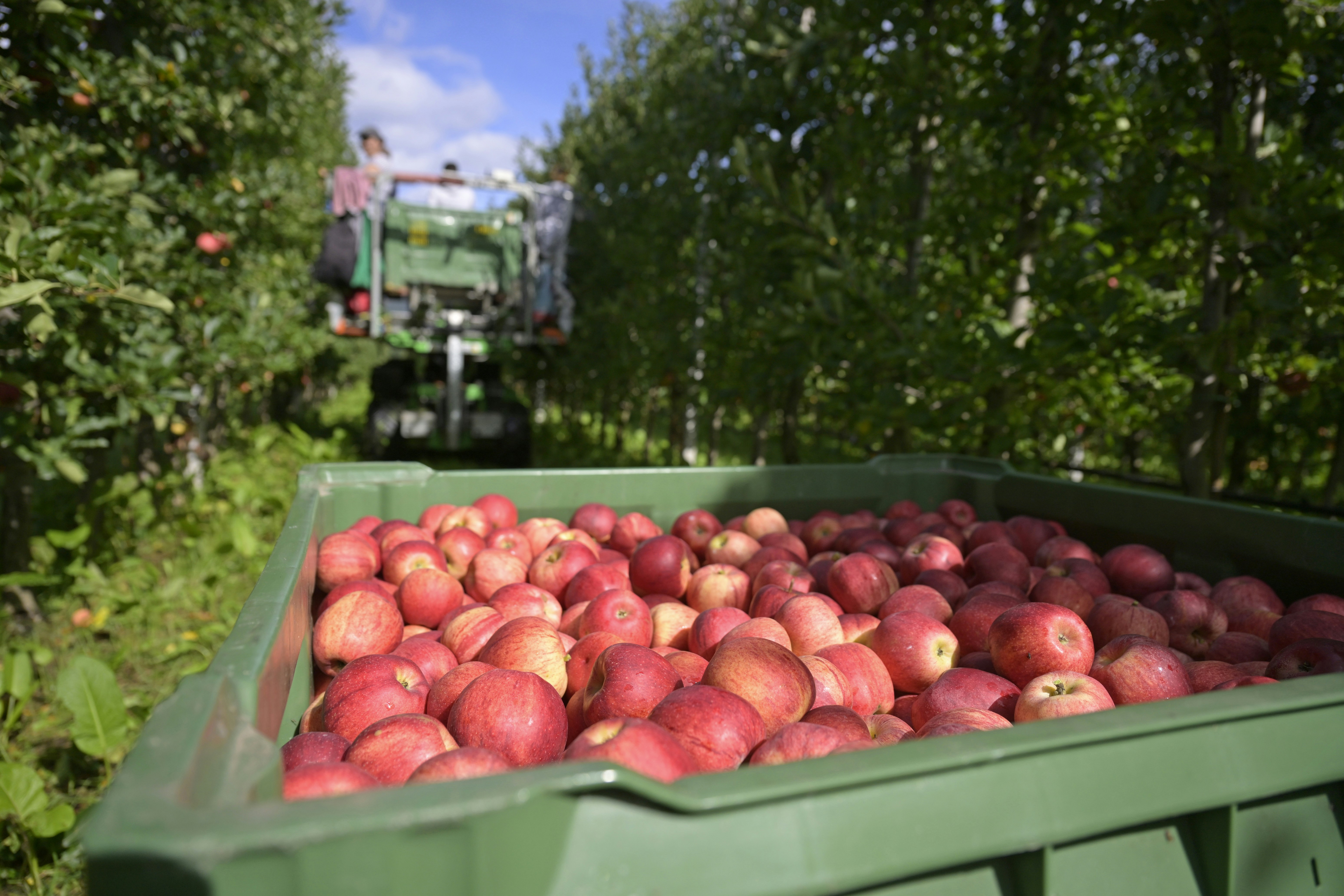 Caixas de maçãs organizadas em linha representando rastreabilidade de cadeia de suprimentos
