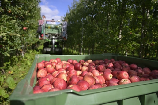 A large green container filled with lots of fruit