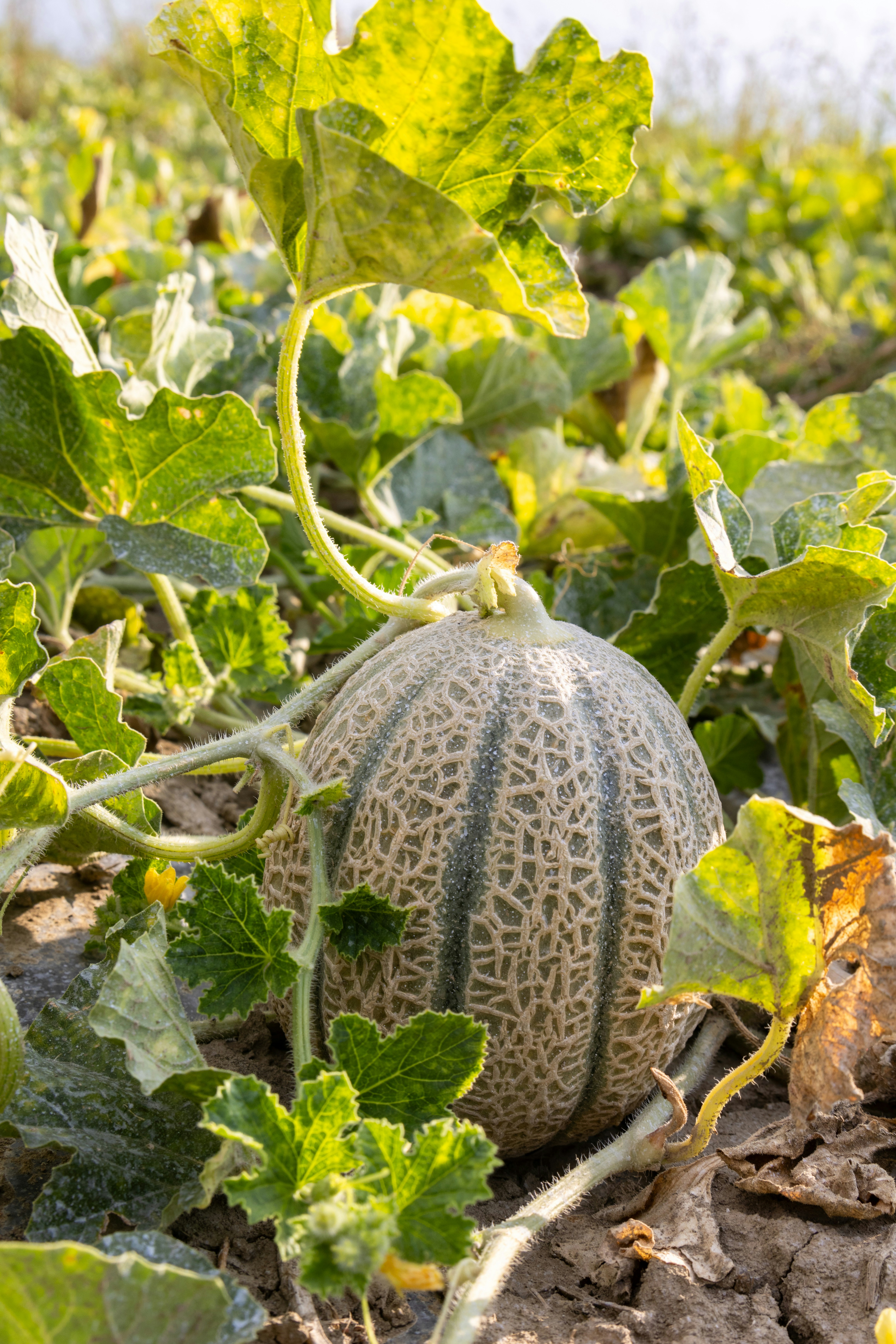 Cantaloupe Growing - A watermelon growing in a field of green leaves