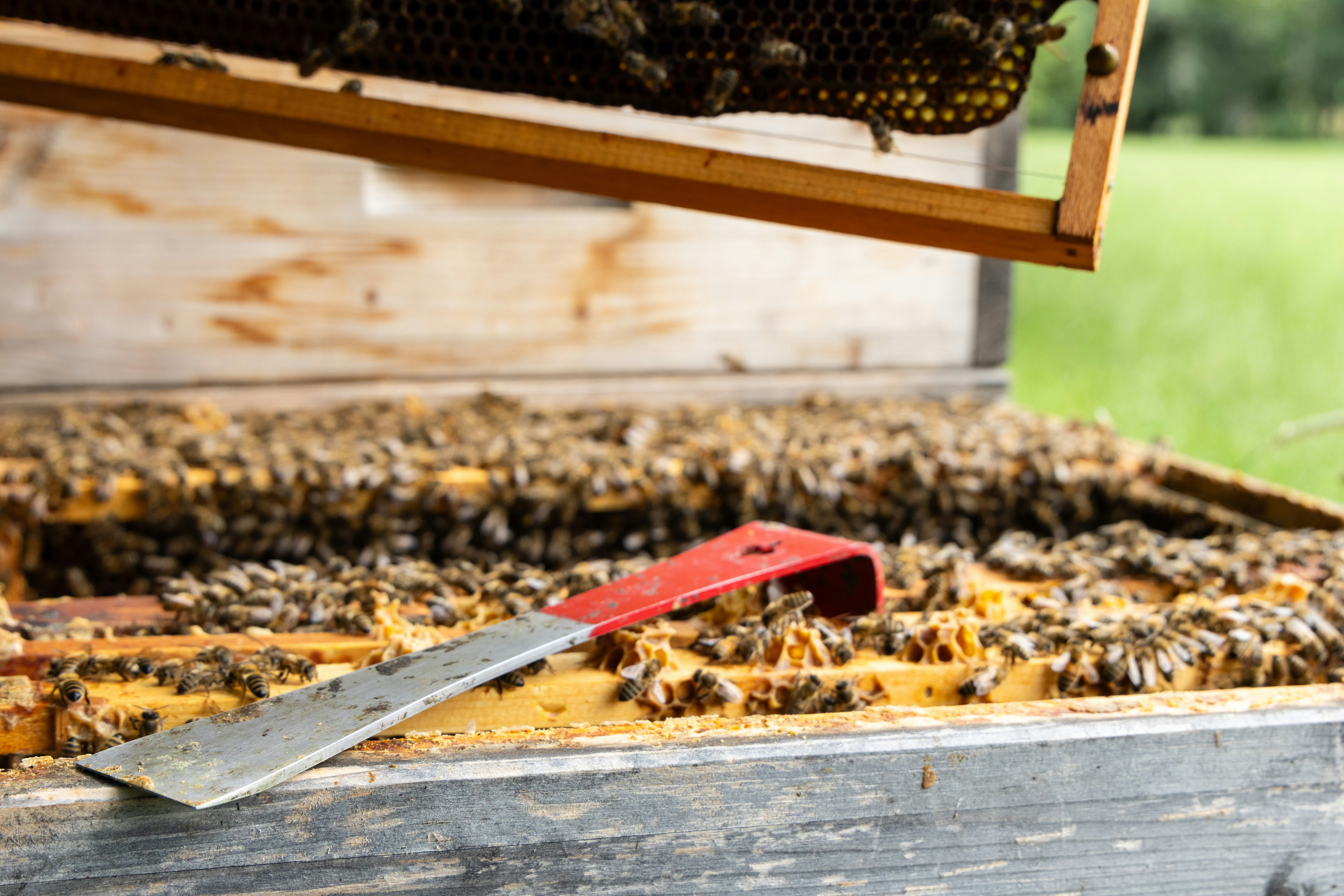 A bunch of bees that are in a beehive photo – Free Organic agriculture ...
