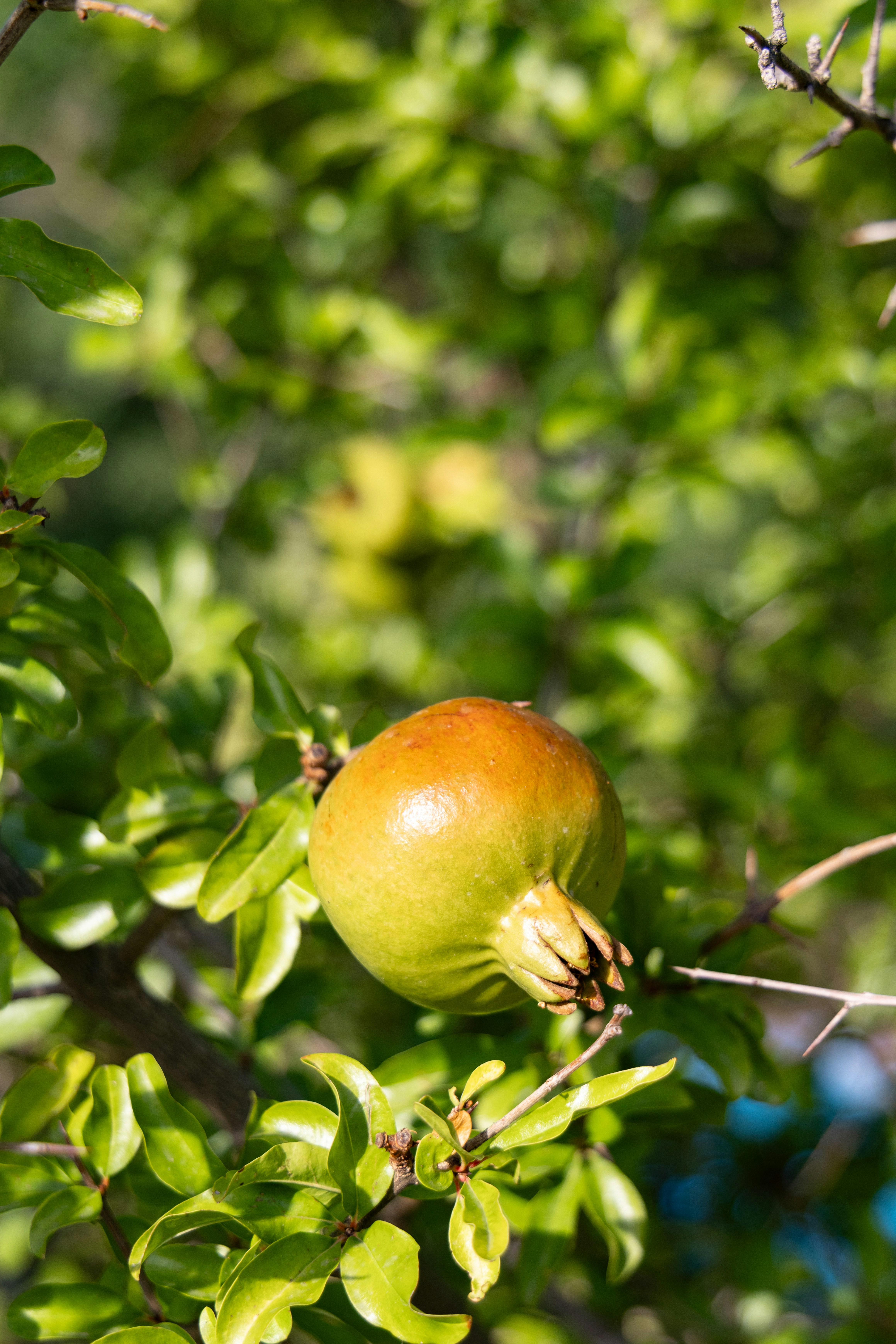 Photo by beingorganicineu