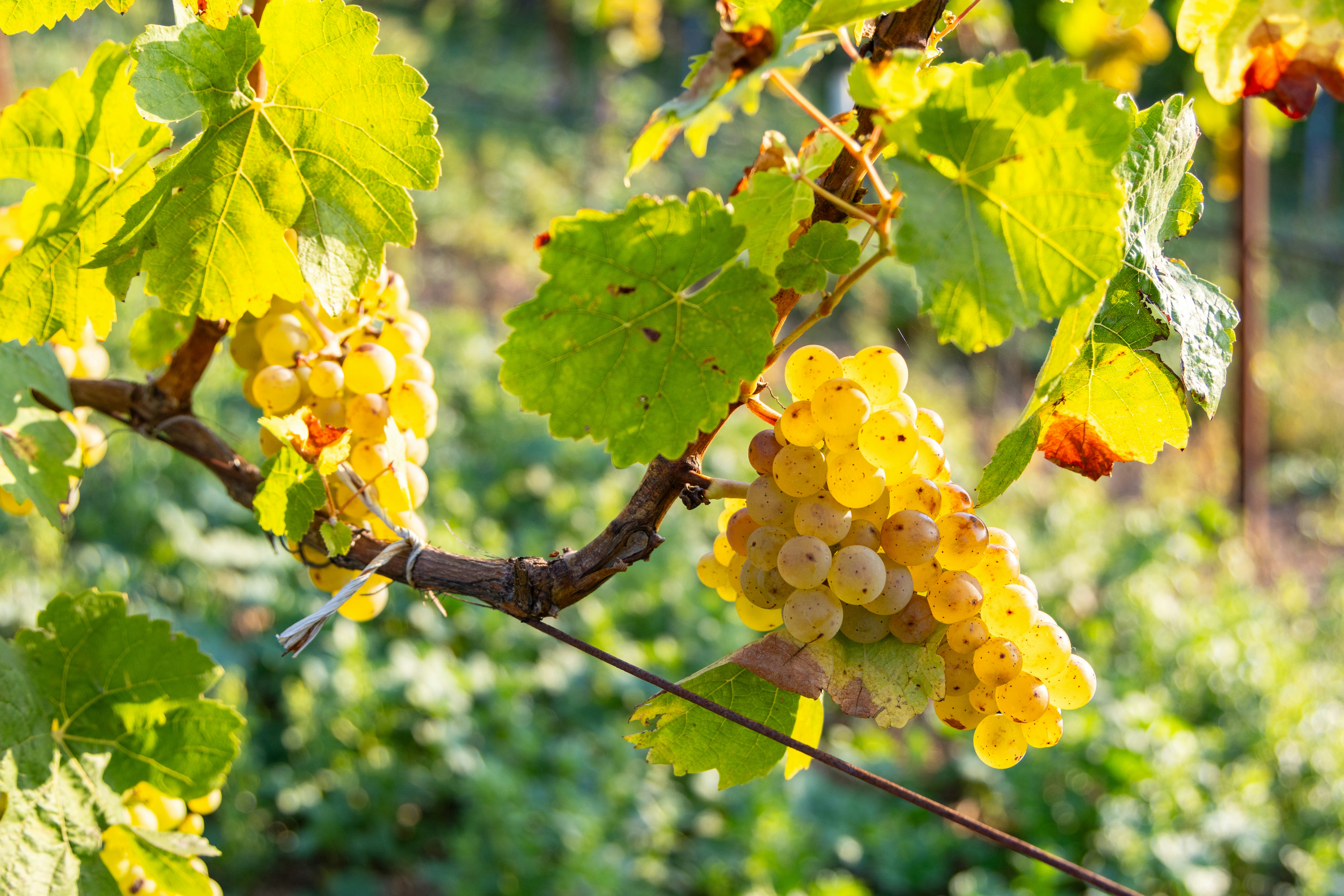 Photo by beingorganicineu