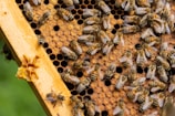 A bunch of bees that are in a beehive