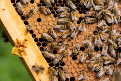 A bunch of bees that are in a beehive