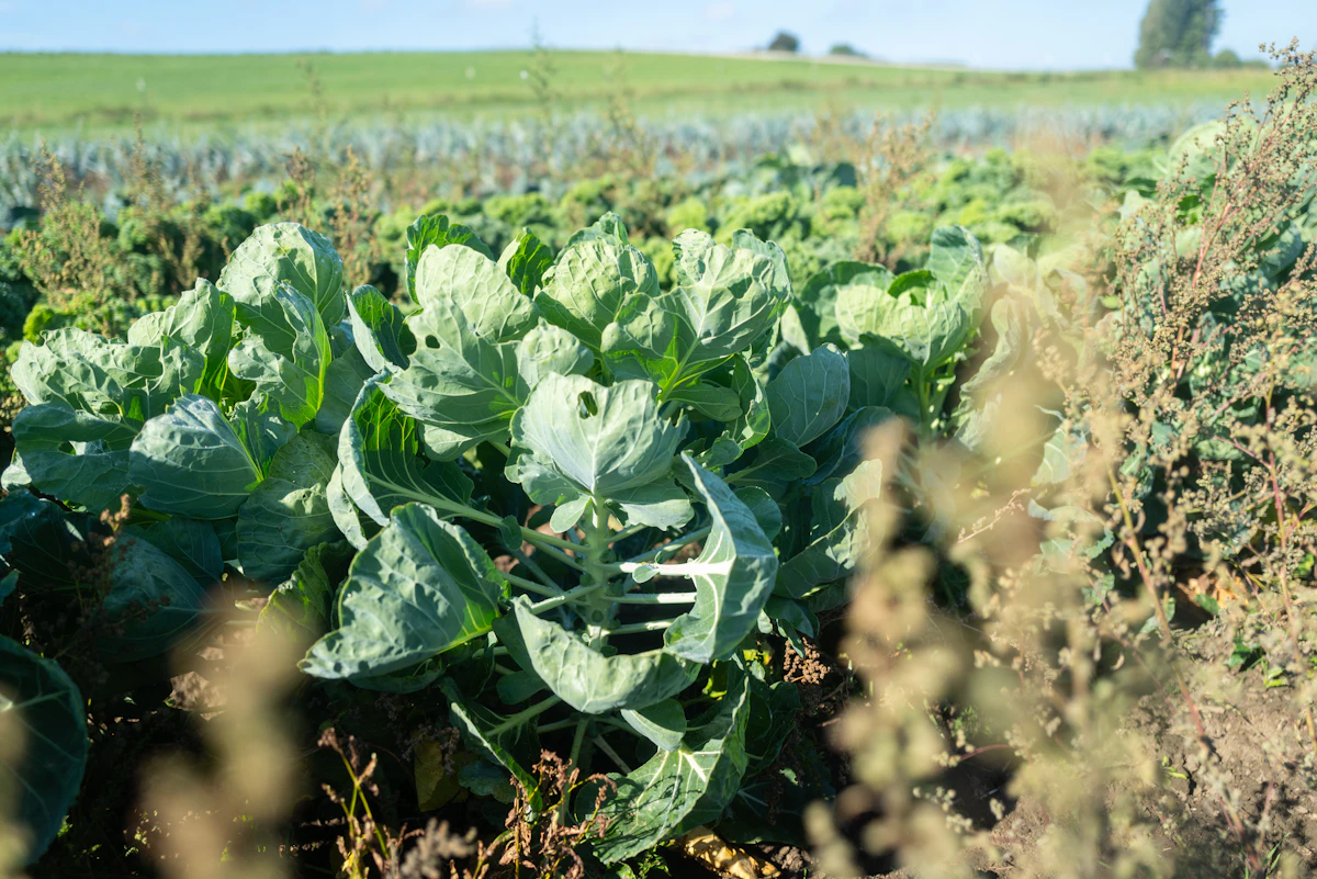 La Ferme des Saisons