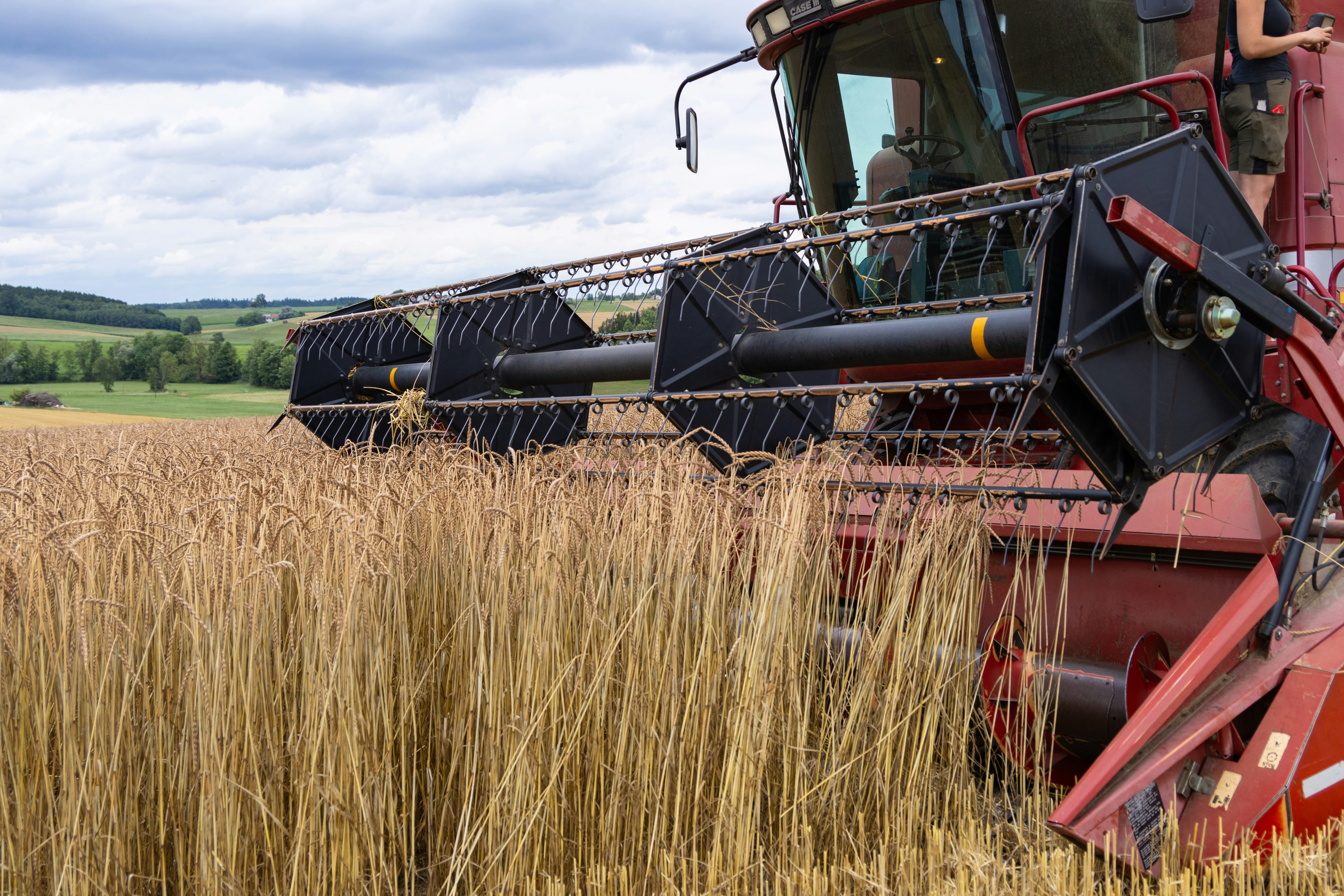 Combine harvester in organic field