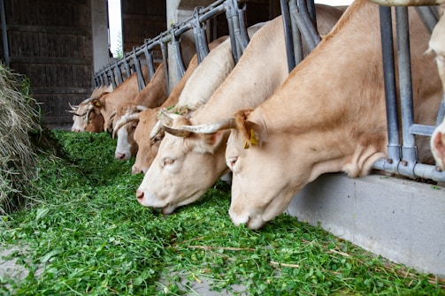 A group of cows that are eating some grass
