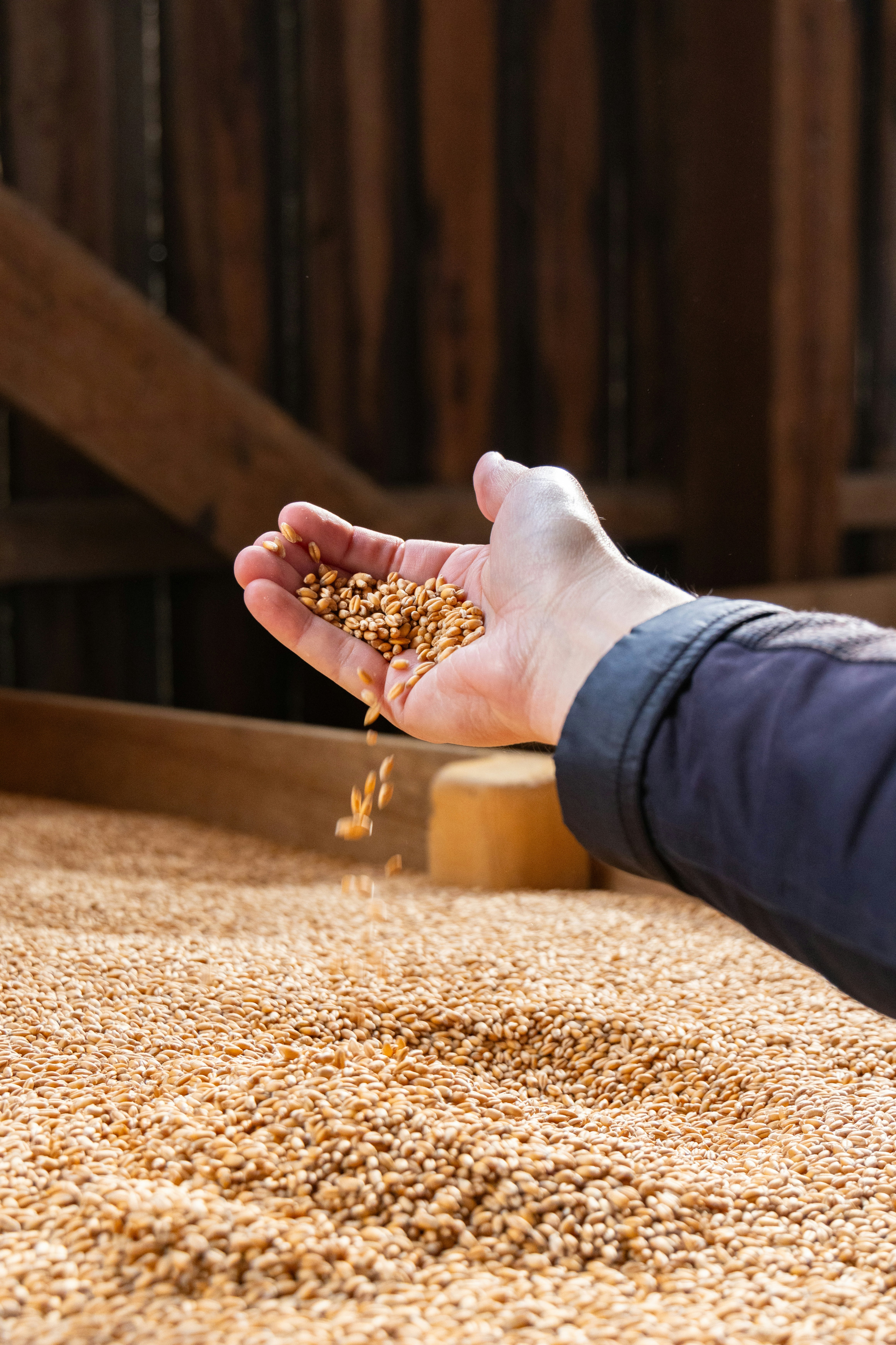 Hand letting grain fall in a timber grain store