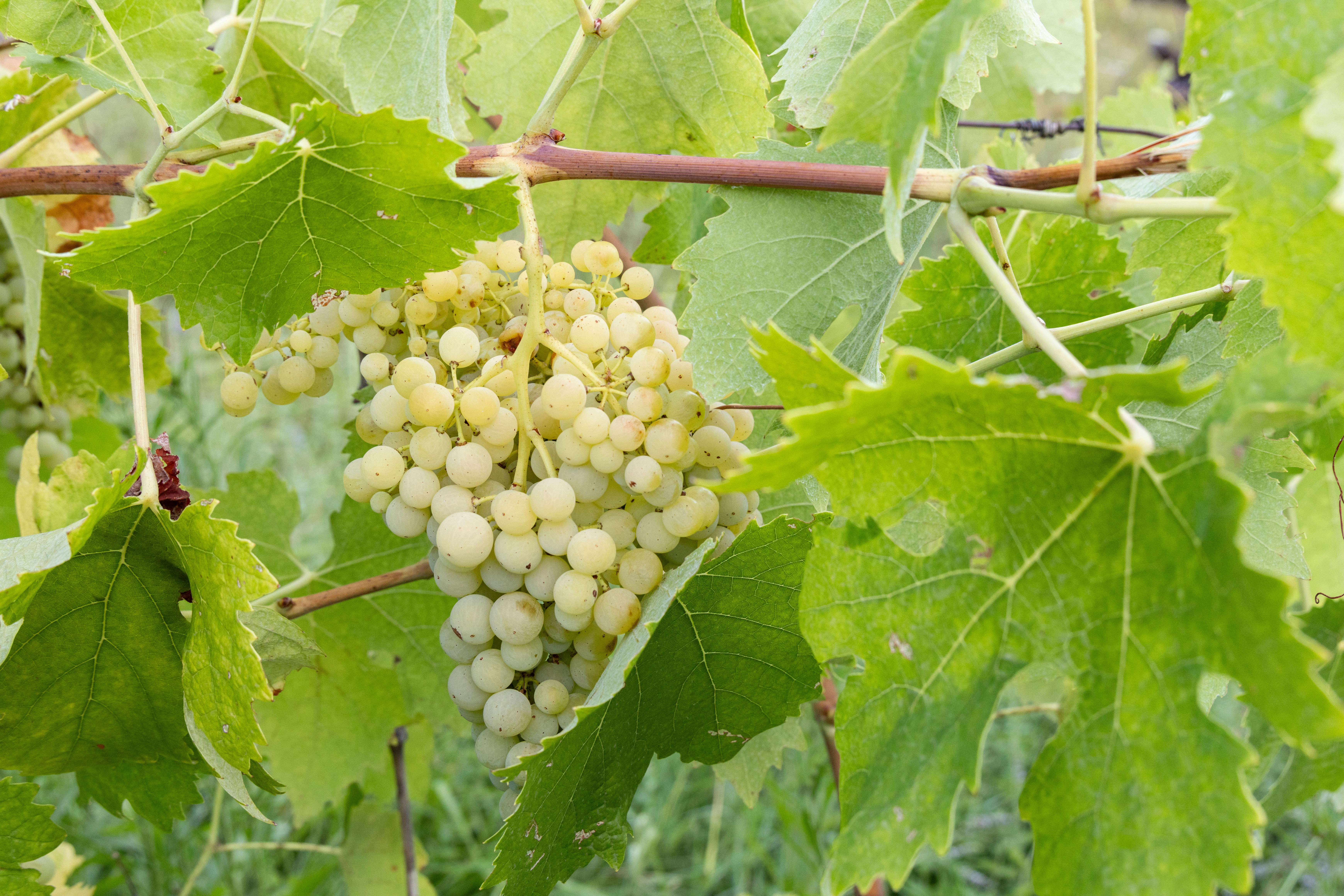 Photo by beingorganicineu