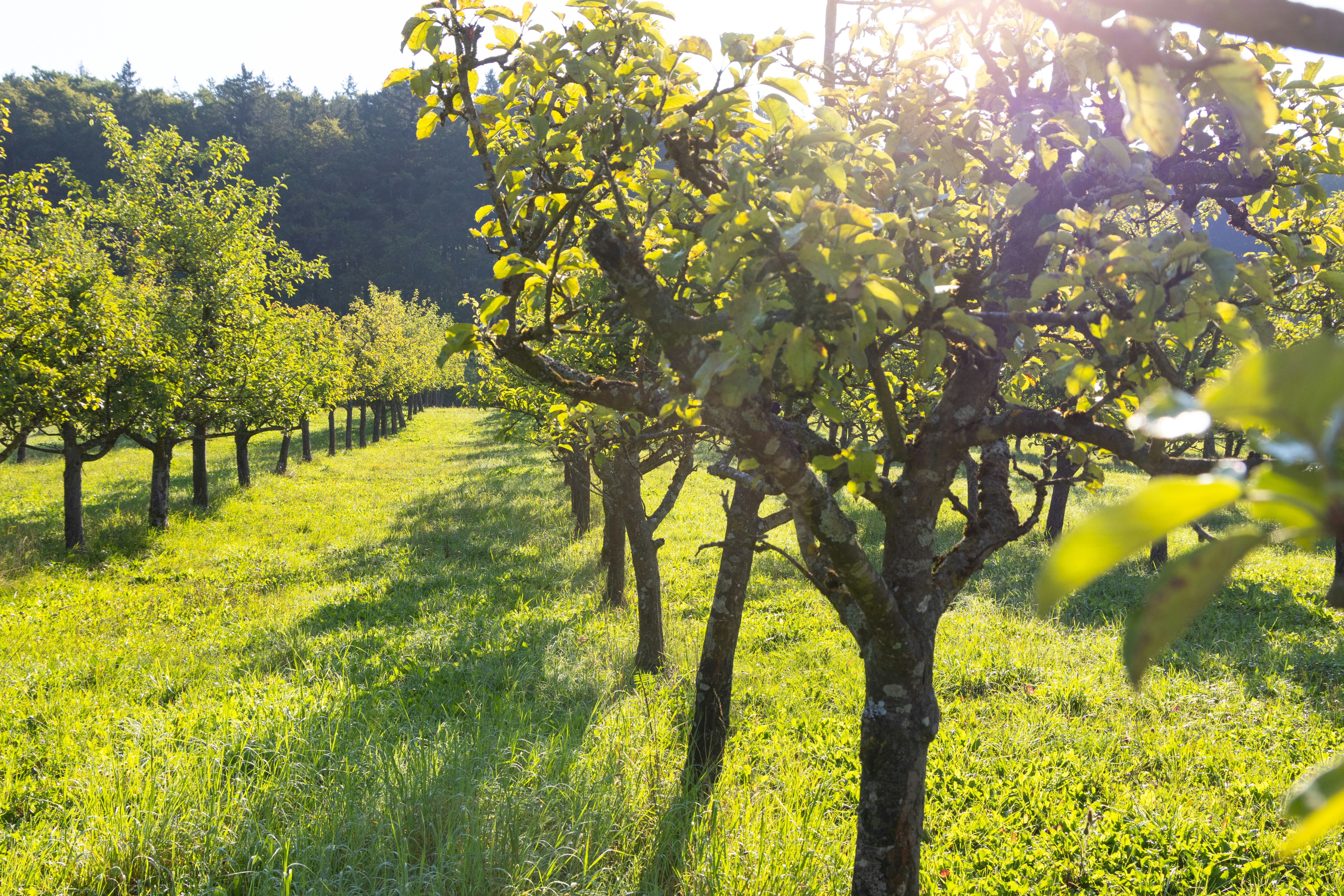 Photo by beingorganicineu