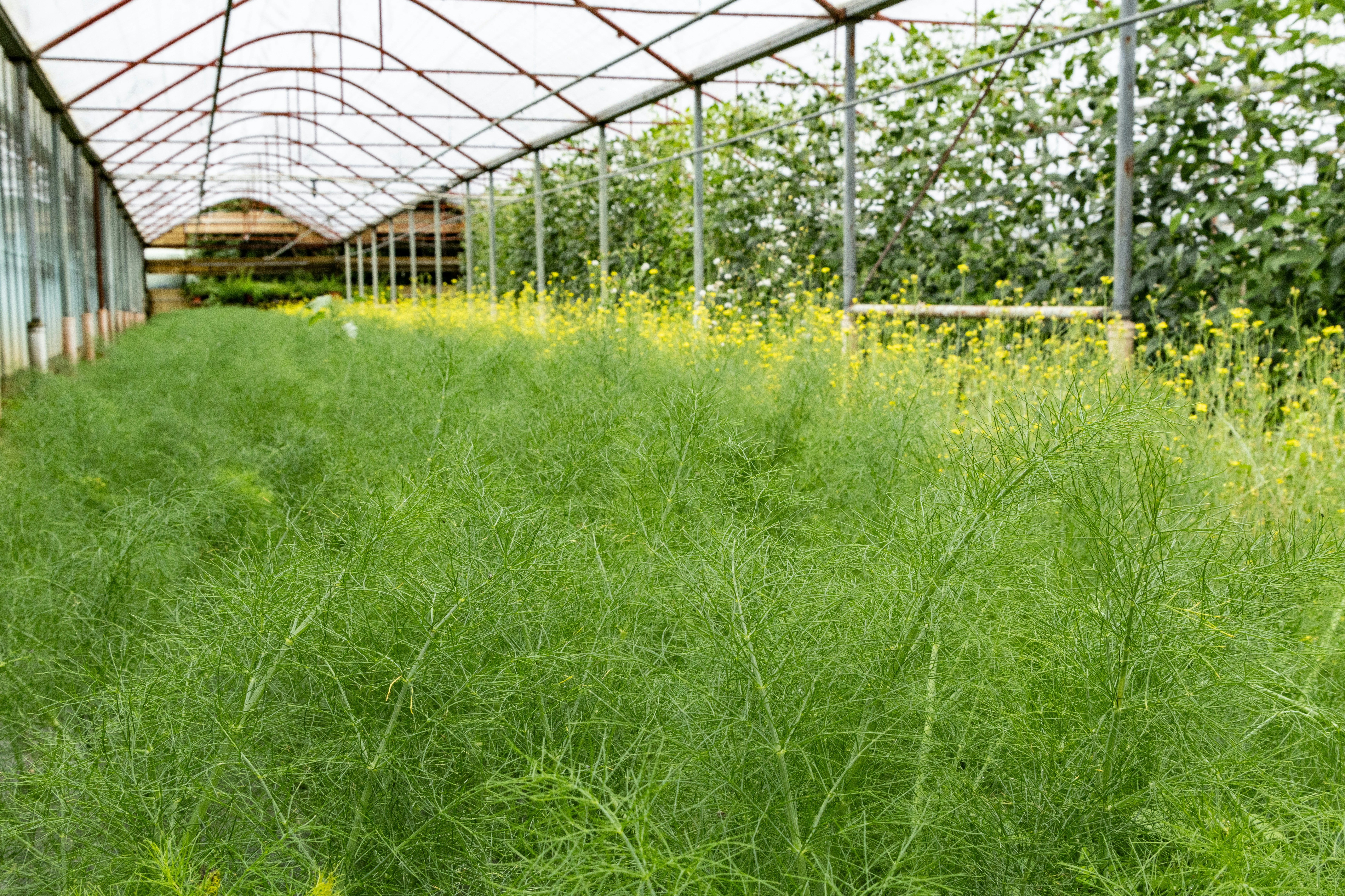 Green organic farming