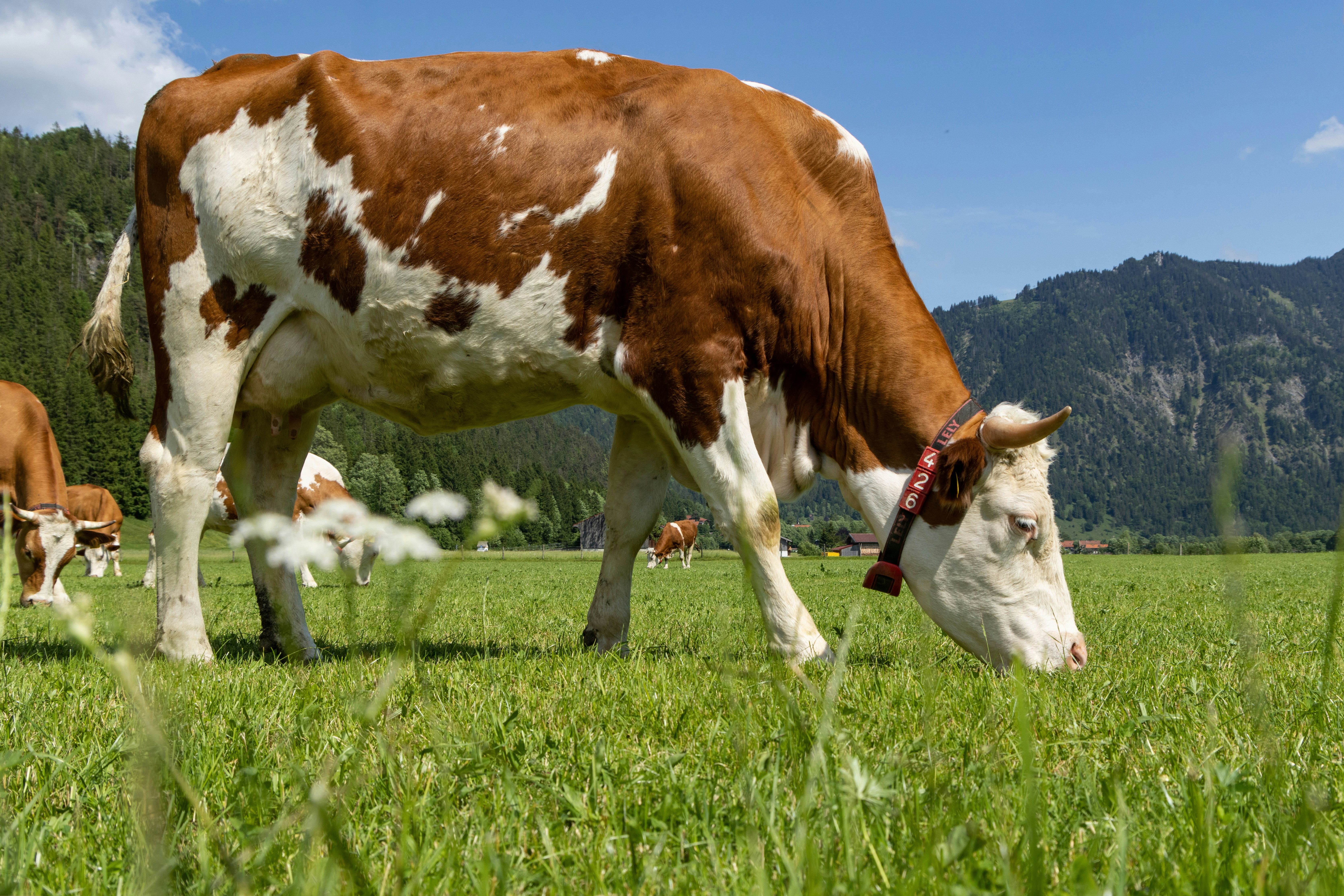 Prevod odpadu na zdroj: Nové využitie hnoja a moču