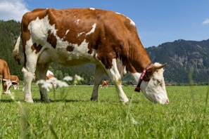 A brown and white cow standing on top of a lush green field