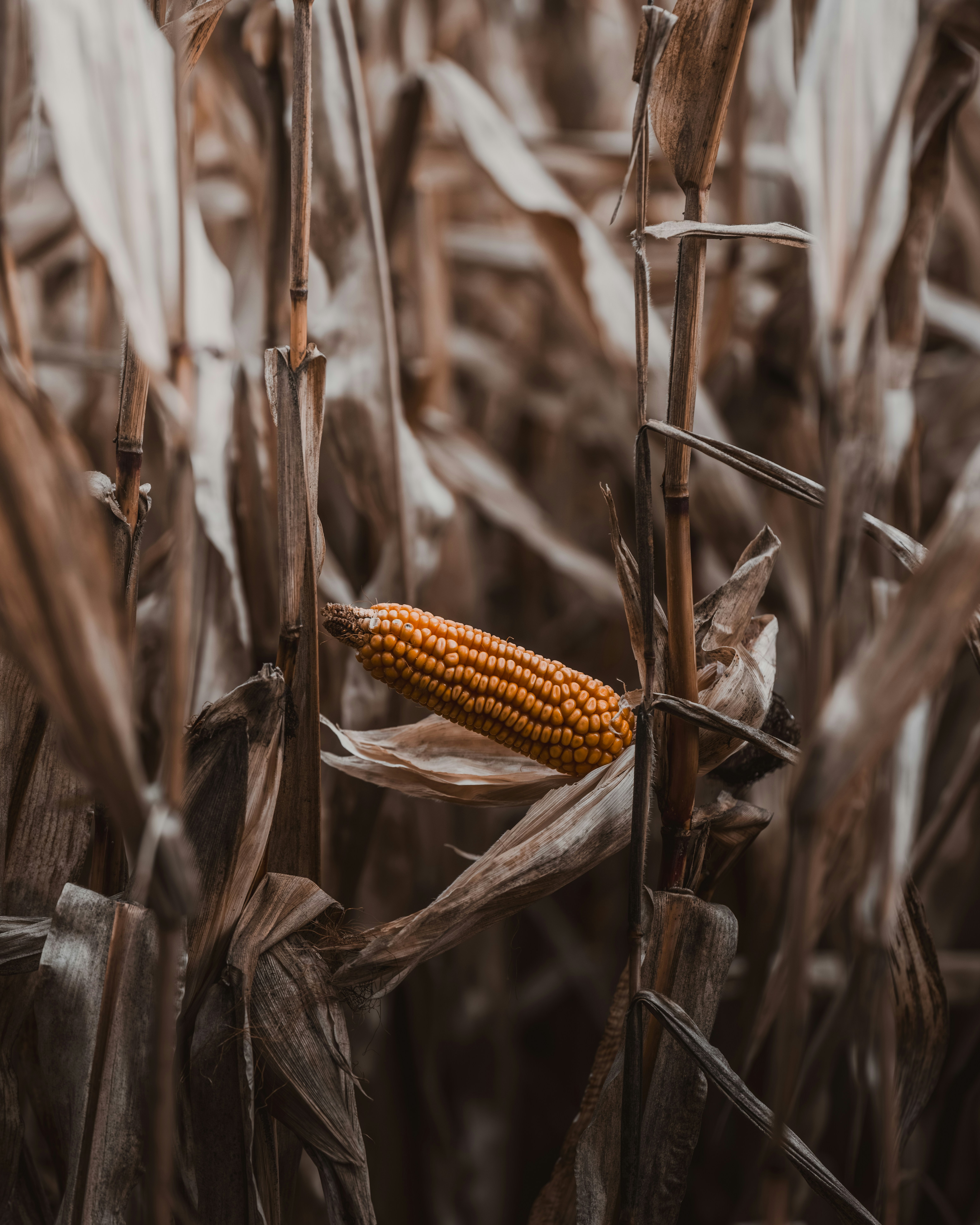 Photo by ahmetyuksek